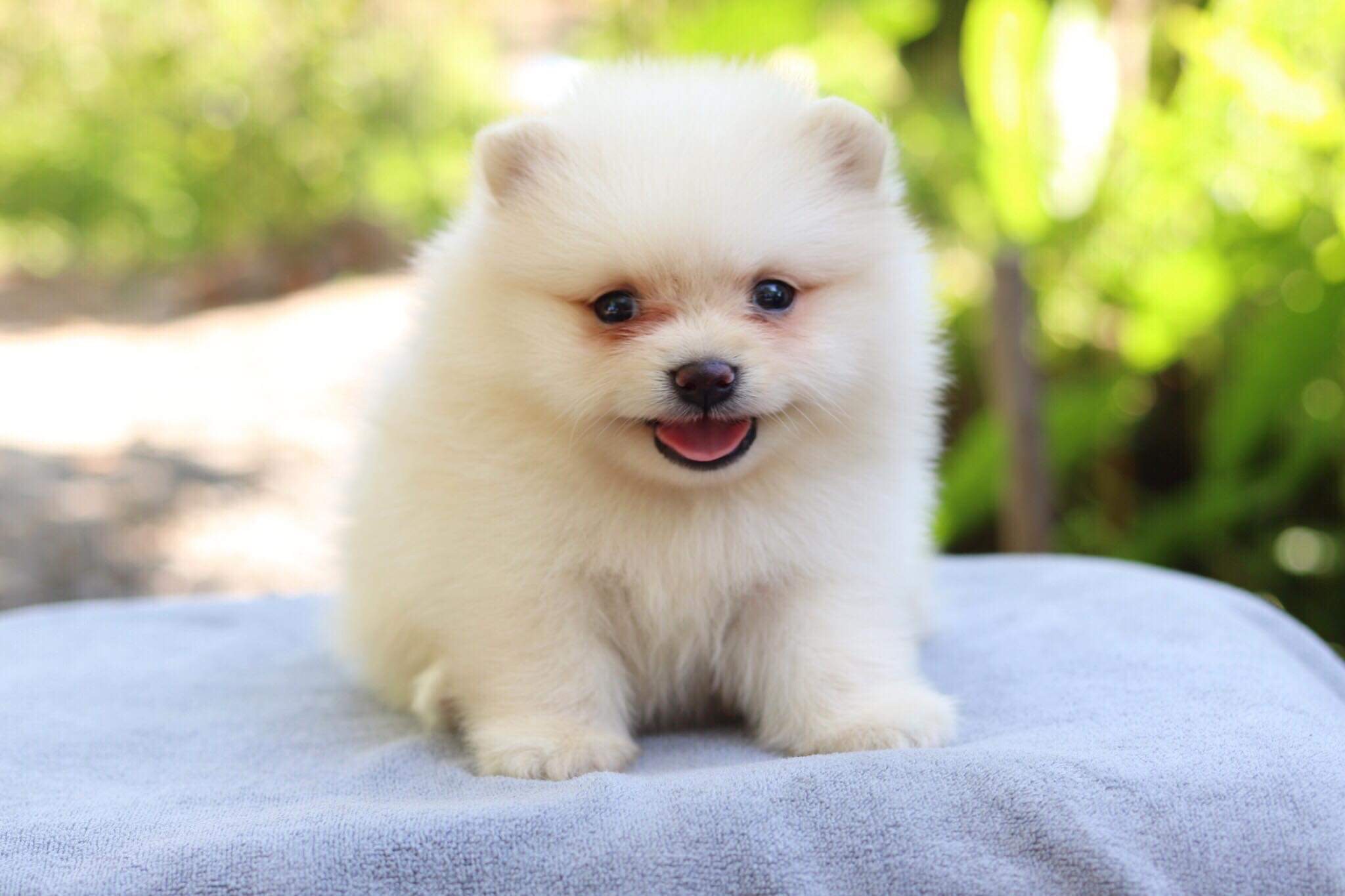 ปอมเมอเรเนียน เพศผู้