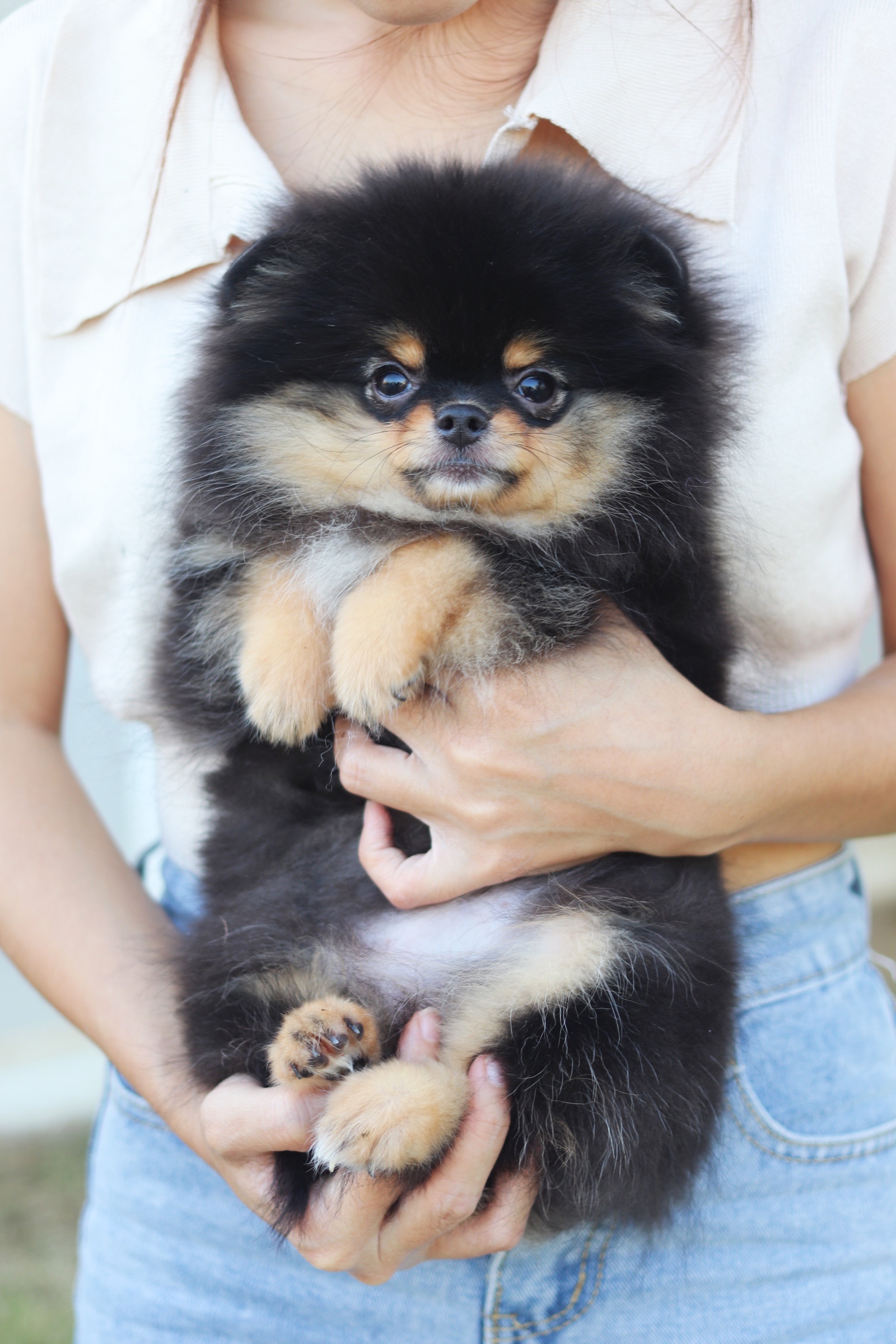 ปอมเมอเรเนียน เพศเมียสีแบล็คแทนเกรดโชว์