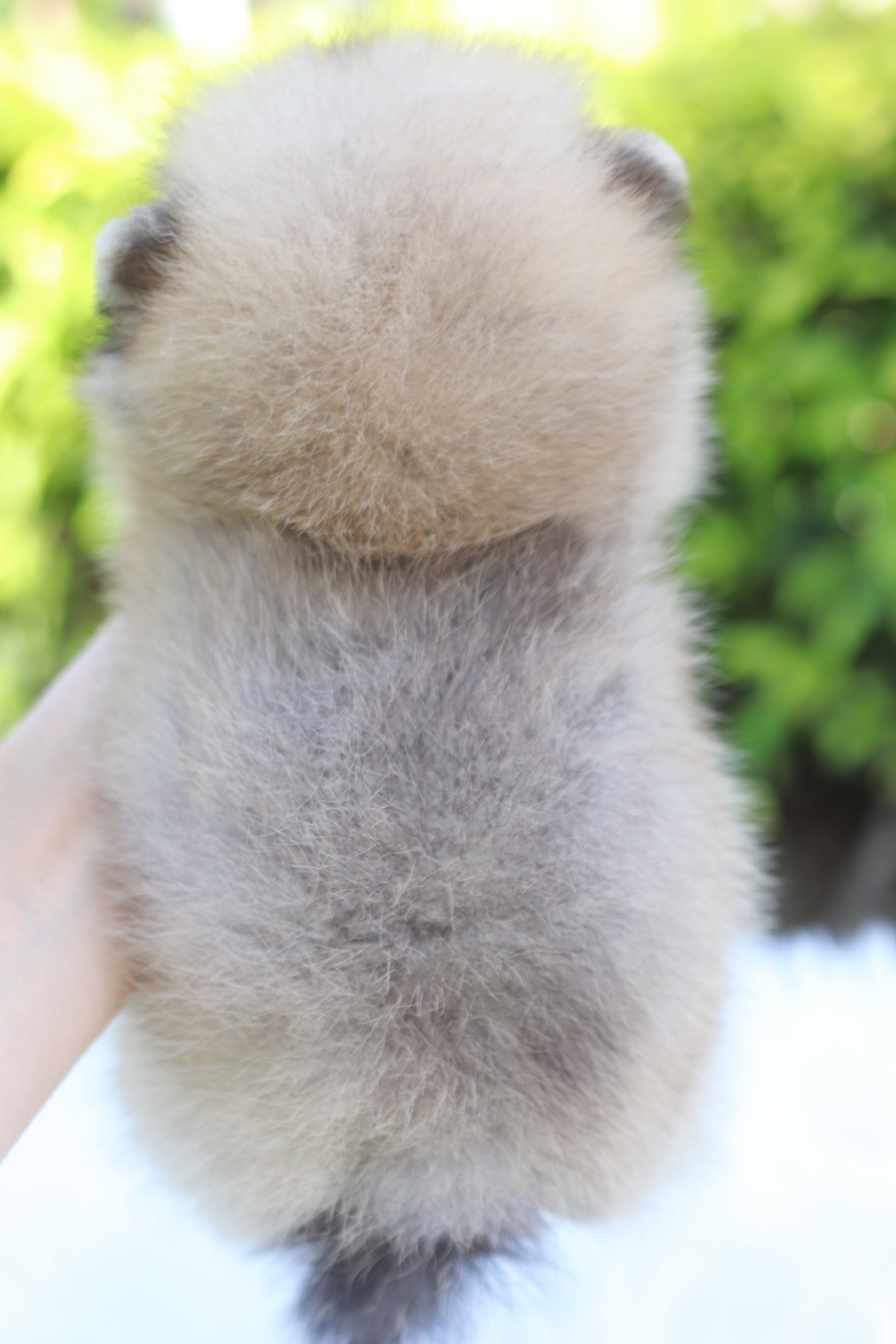 ปอมเมอเรเนียน เพศผู้สีส้ม