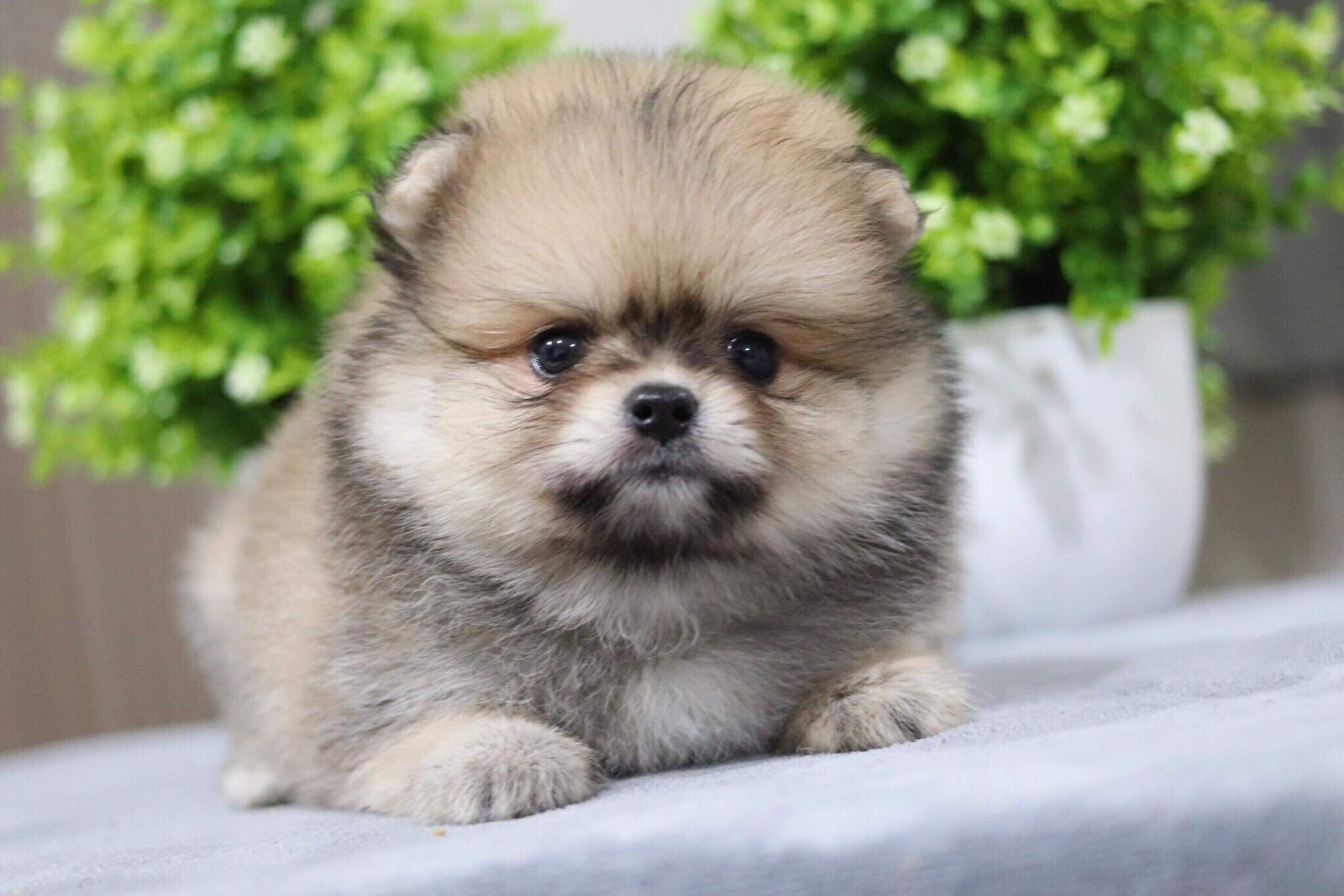 ปอมเมอเรเนียน เพศผู้