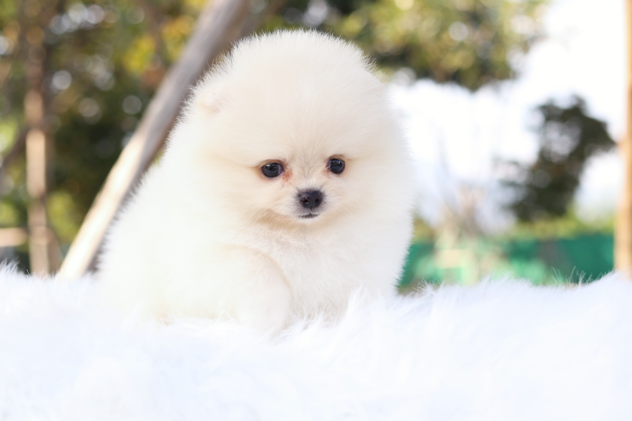 ปอมเมอเรเนียน เพศเมียสีขาวครีม