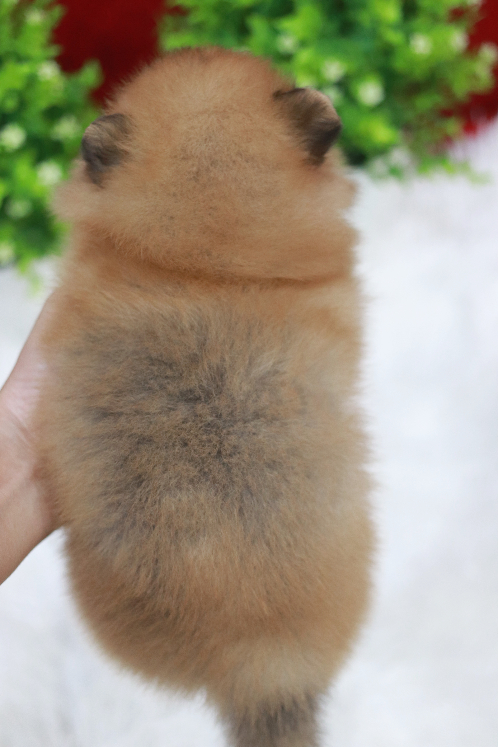 ปอมเมอเรเนียน เพศปอมผู้ สีส้ม