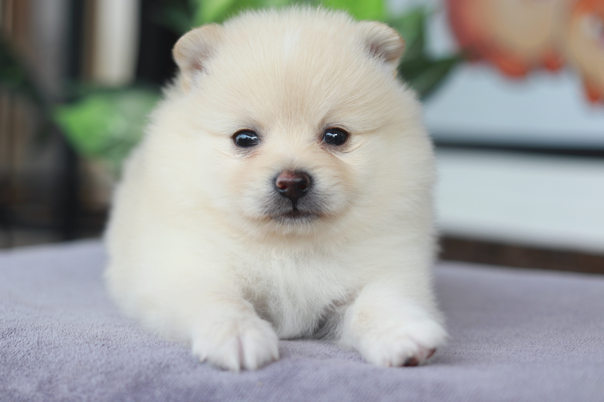 ปอมเมอเรเนียน เพศผู้