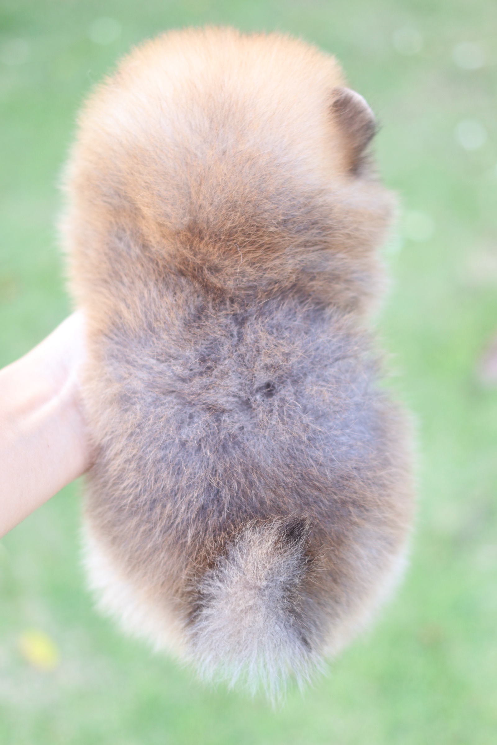 ปอมเมอเรเนียน เพศผู้ สีส้ม ไซส์เล็ก