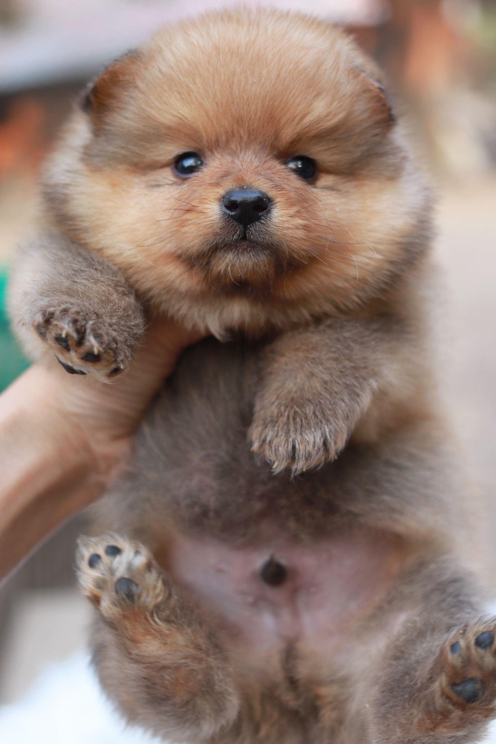 ปอมเมอเรเนียน เพศผู้สีส้ม