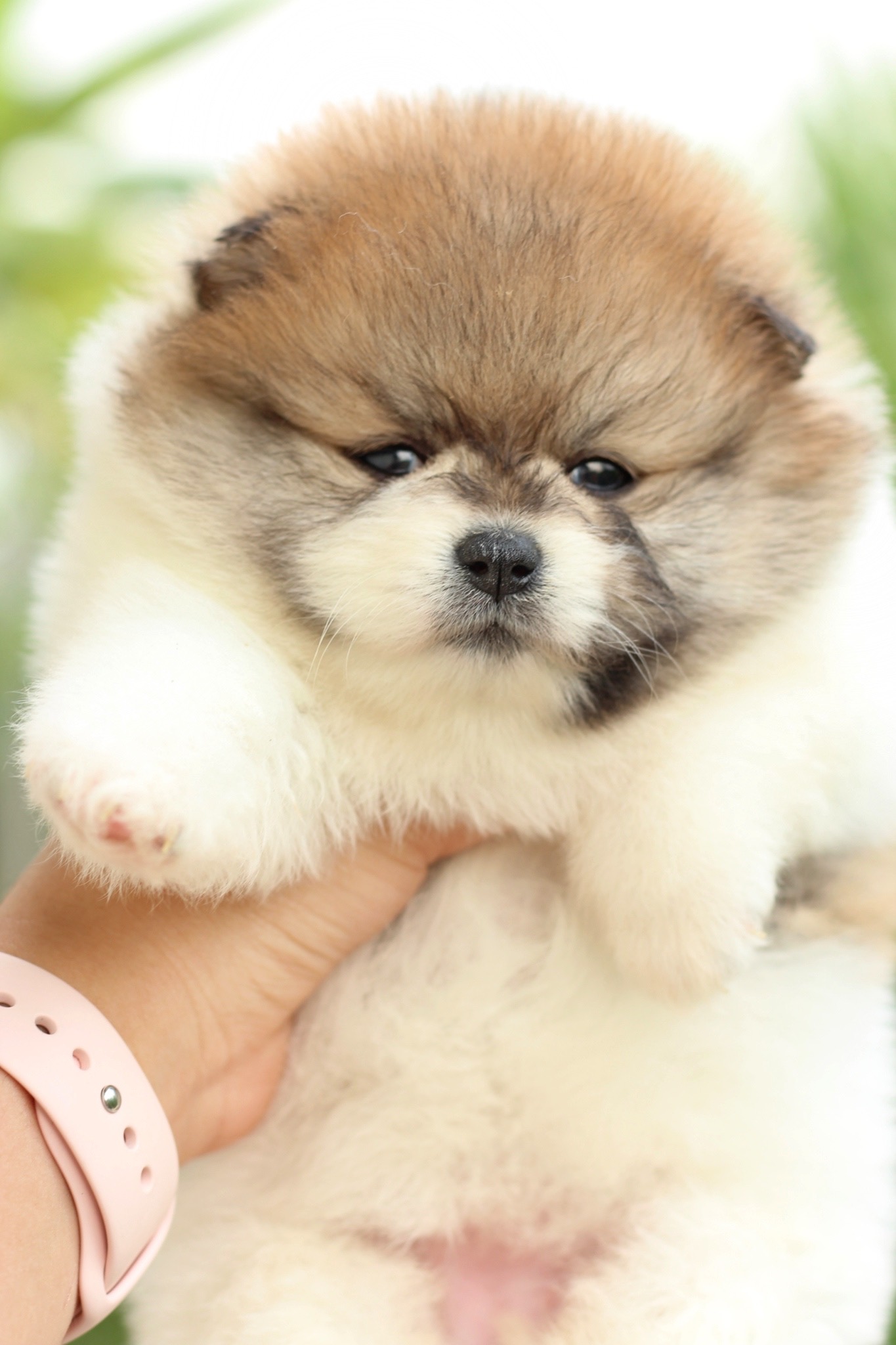 ปอมเมอเรเนียน เพศเมีย แฟนซี