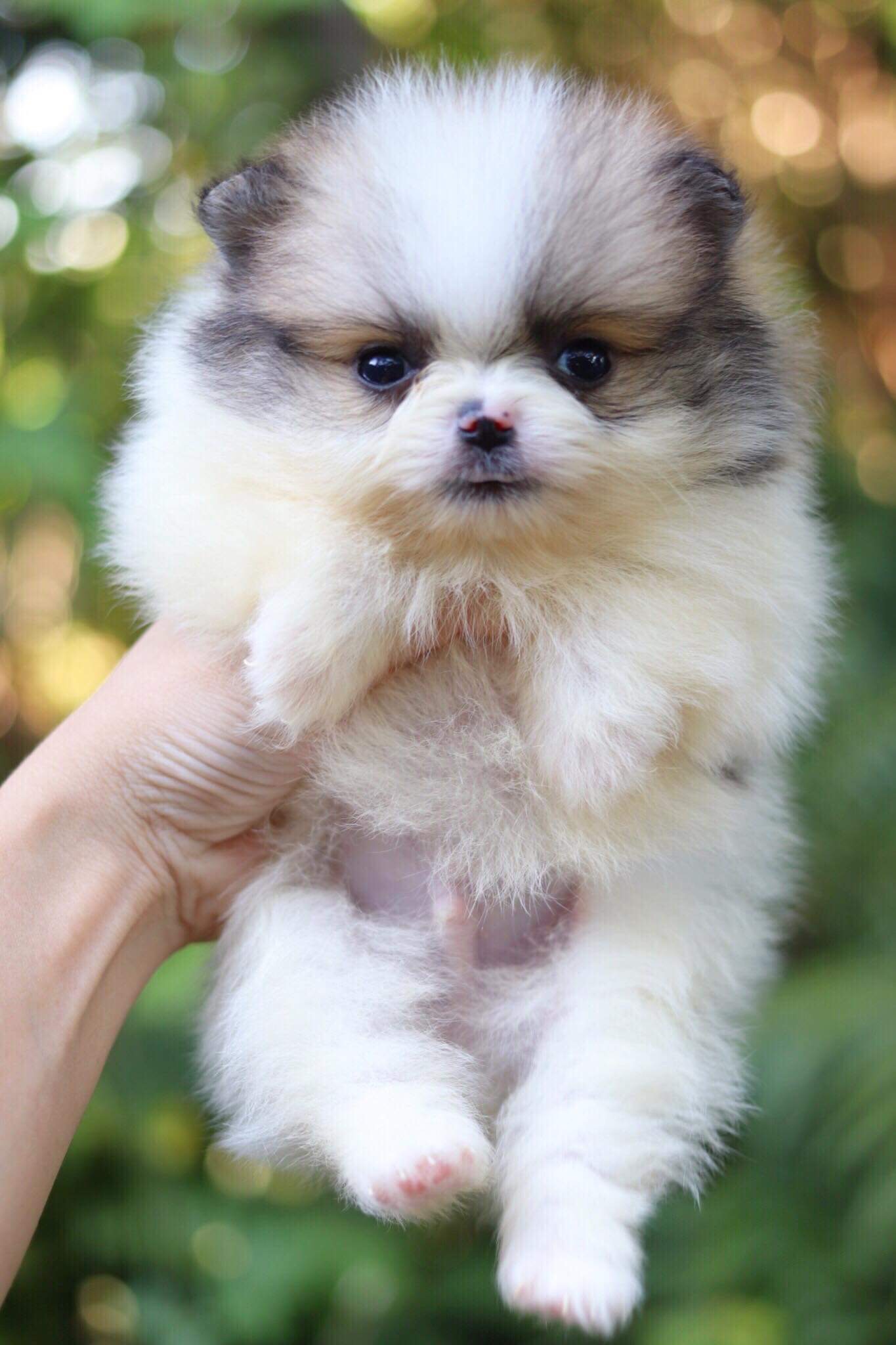 ปอมเมอเรเนียน เพศผู้ปาตี้