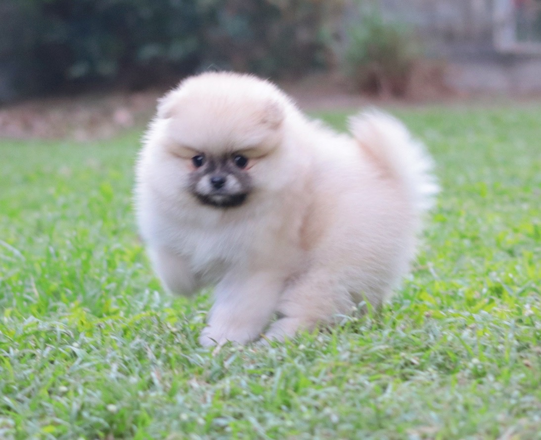 ปอมเมอเรเนียน เพศผู้ สีส้ม