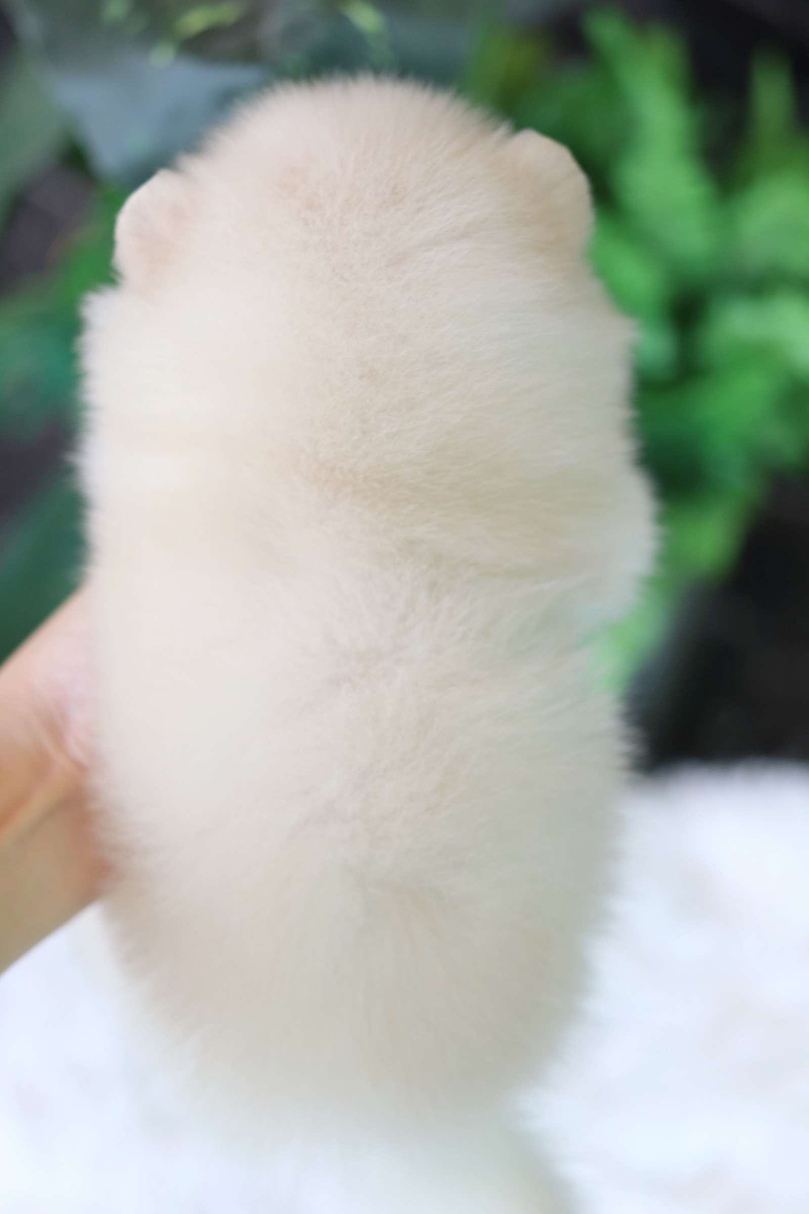 ปอมเมอเรเนียน เพศเมียขาวครีม