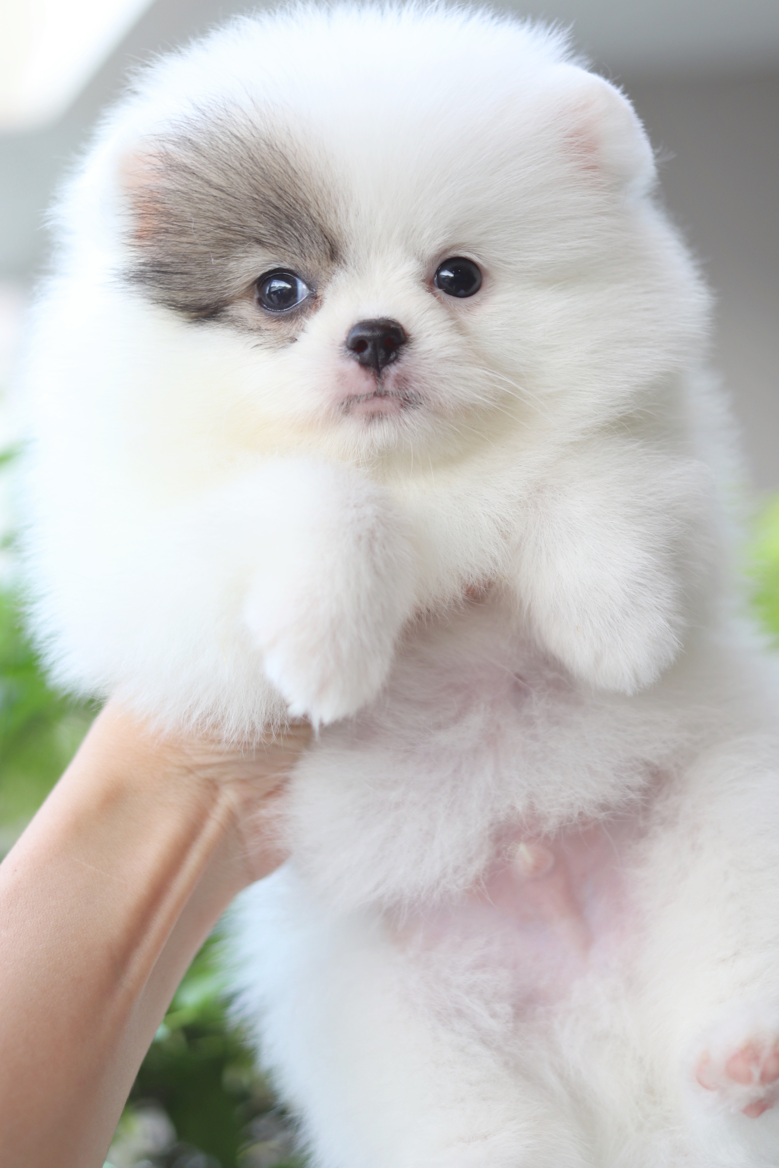 ปอมเมอเรเนียน เพศผู้ สีแฟนซี