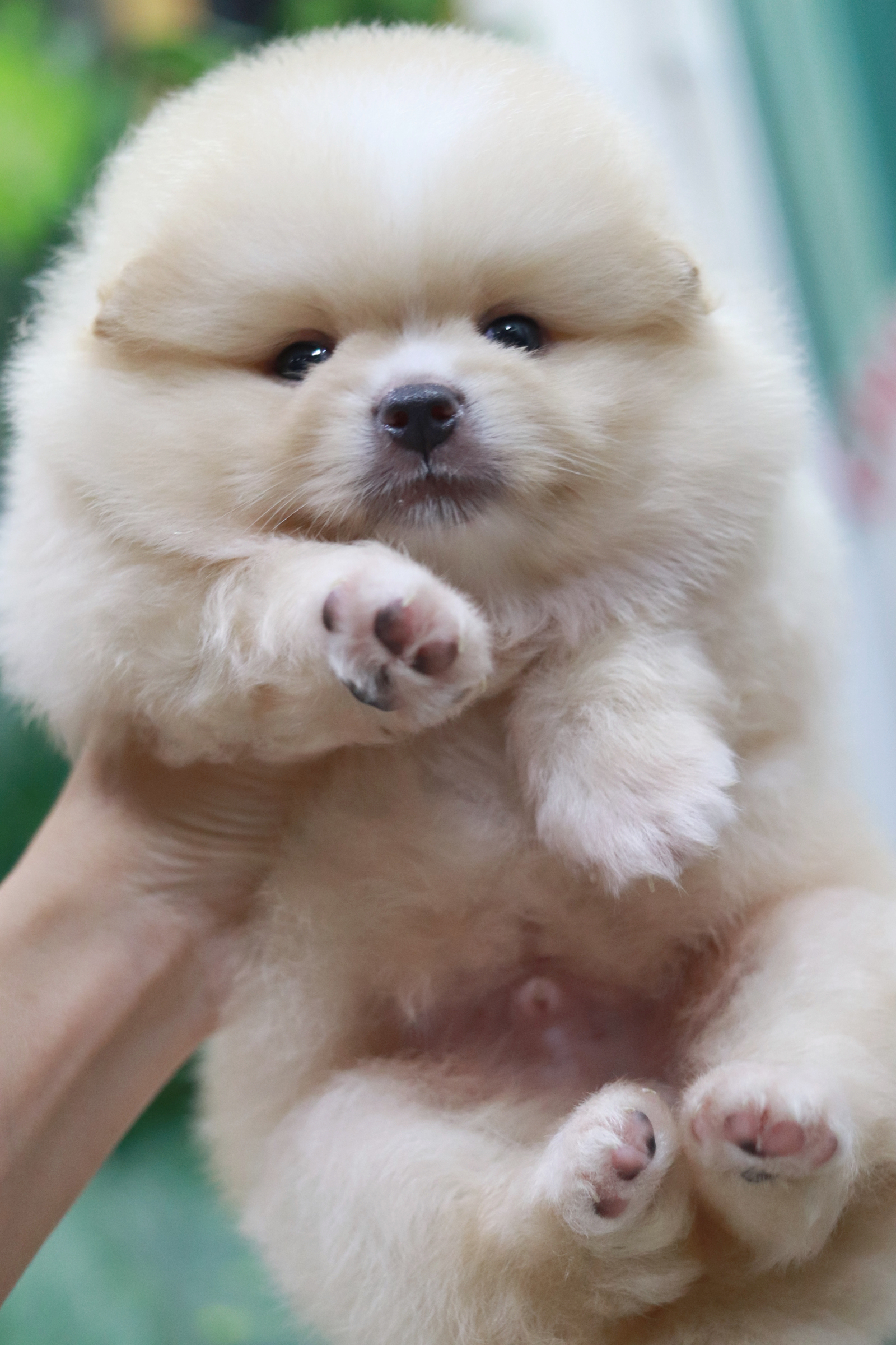 ปอมเมอเรเนียน เพศผู้ ไซส์ปกติ หน้าฟ็อก