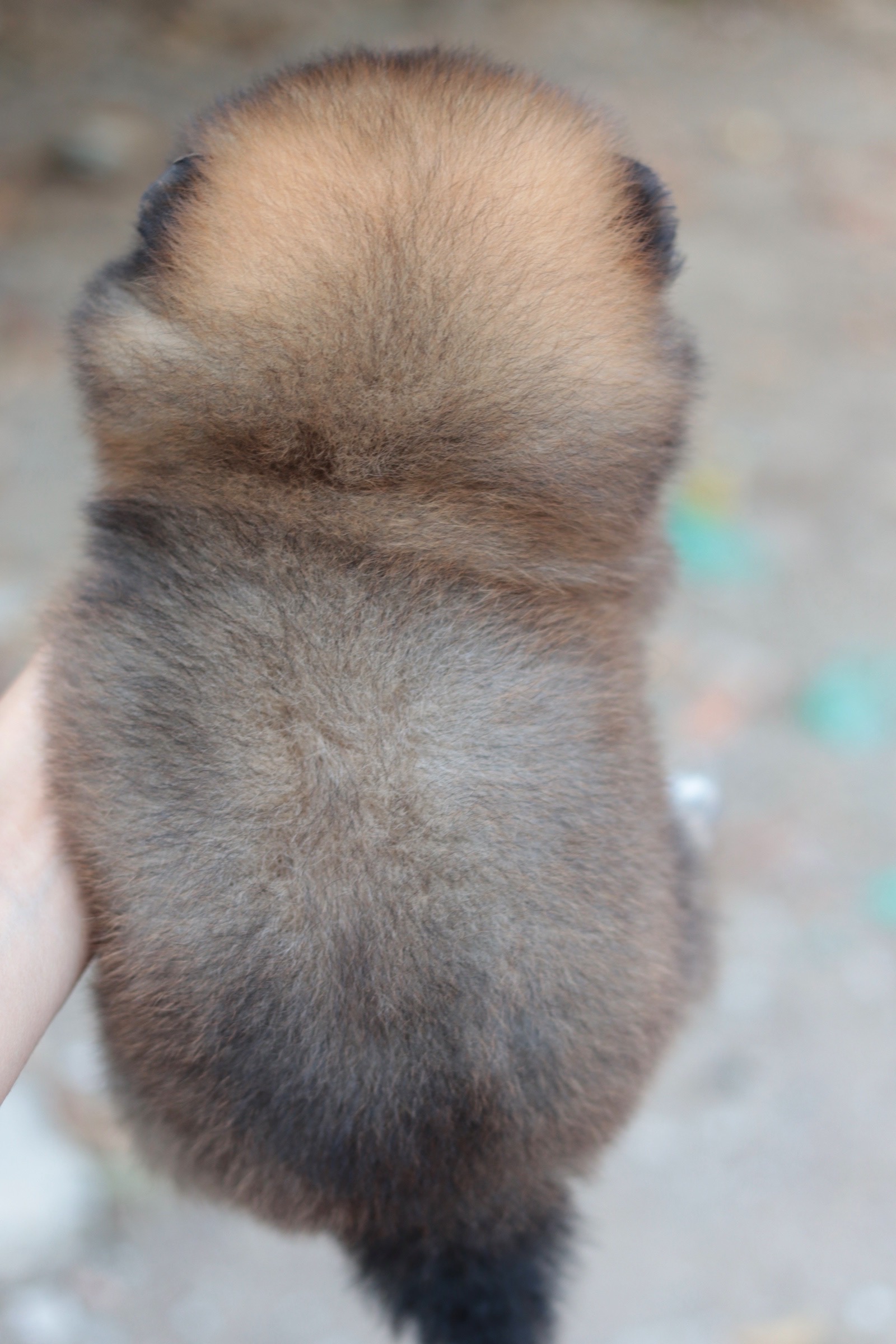 ปอมเมอเรเนียน เพศเมียสีส้ม หน้าฟ็อก