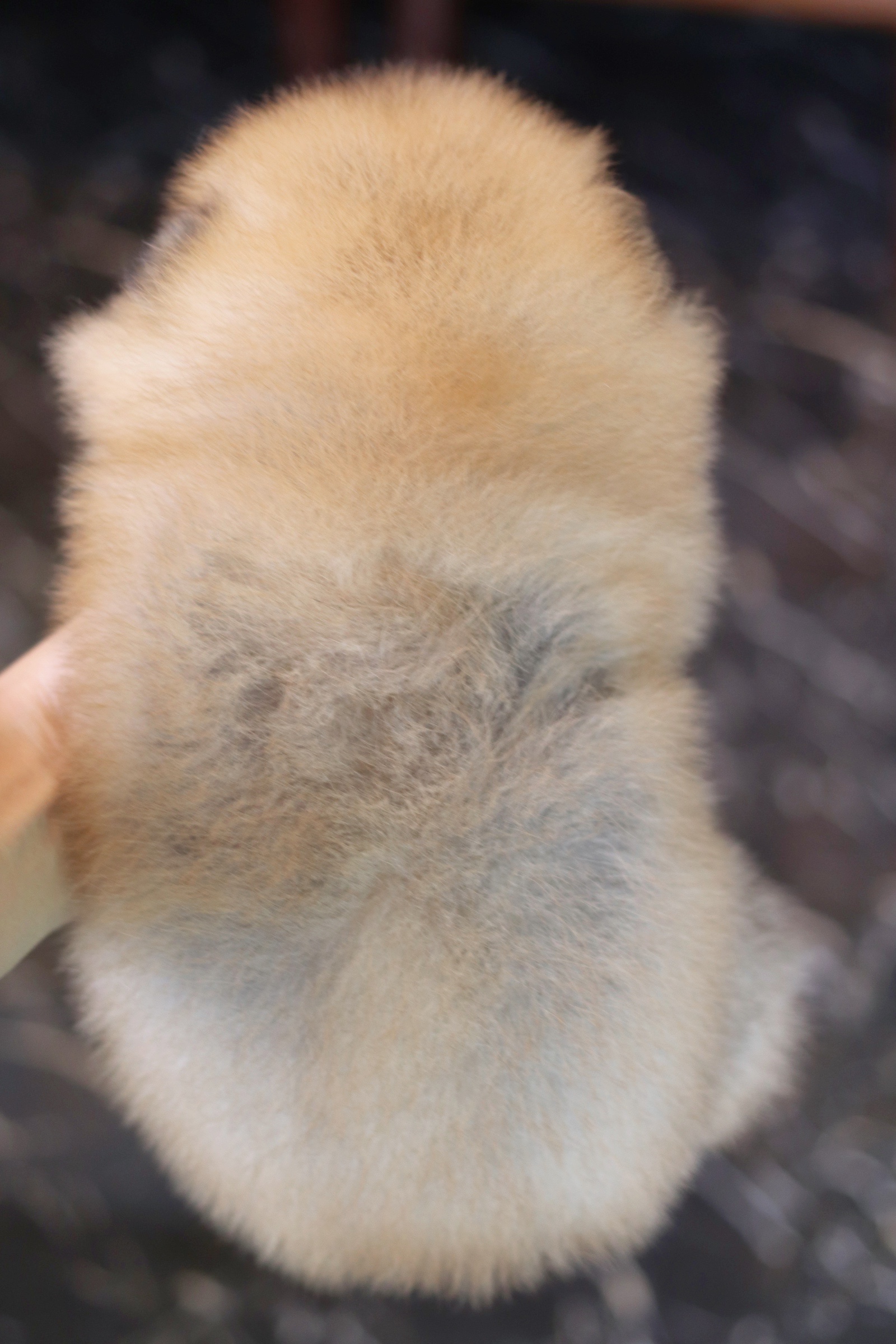 ปอมเมอเรเนียน เพศเมียสีส้ม