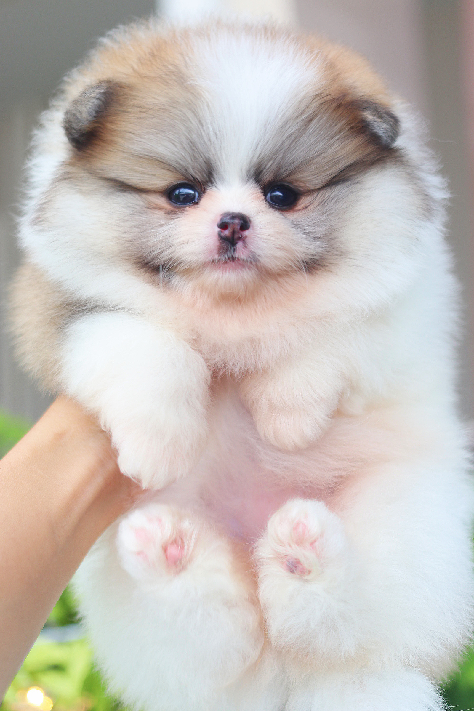 ปอมเมอเรเนียน เพศเมียสีแฟนซี เกรดโชว์