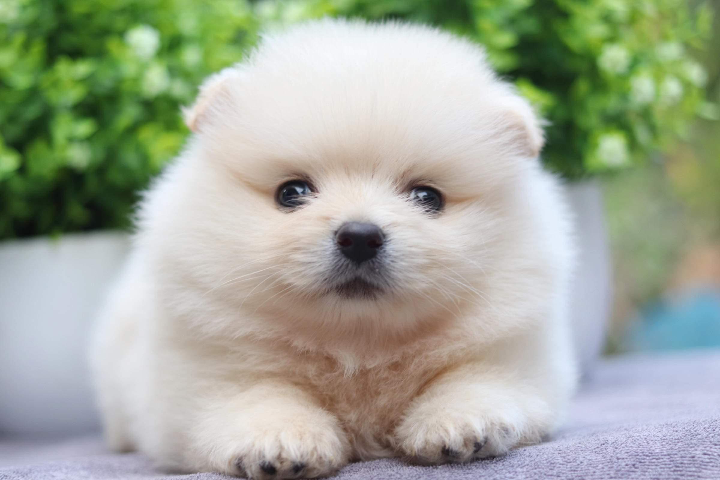 ปอมเมอเรเนียน เพศผู้