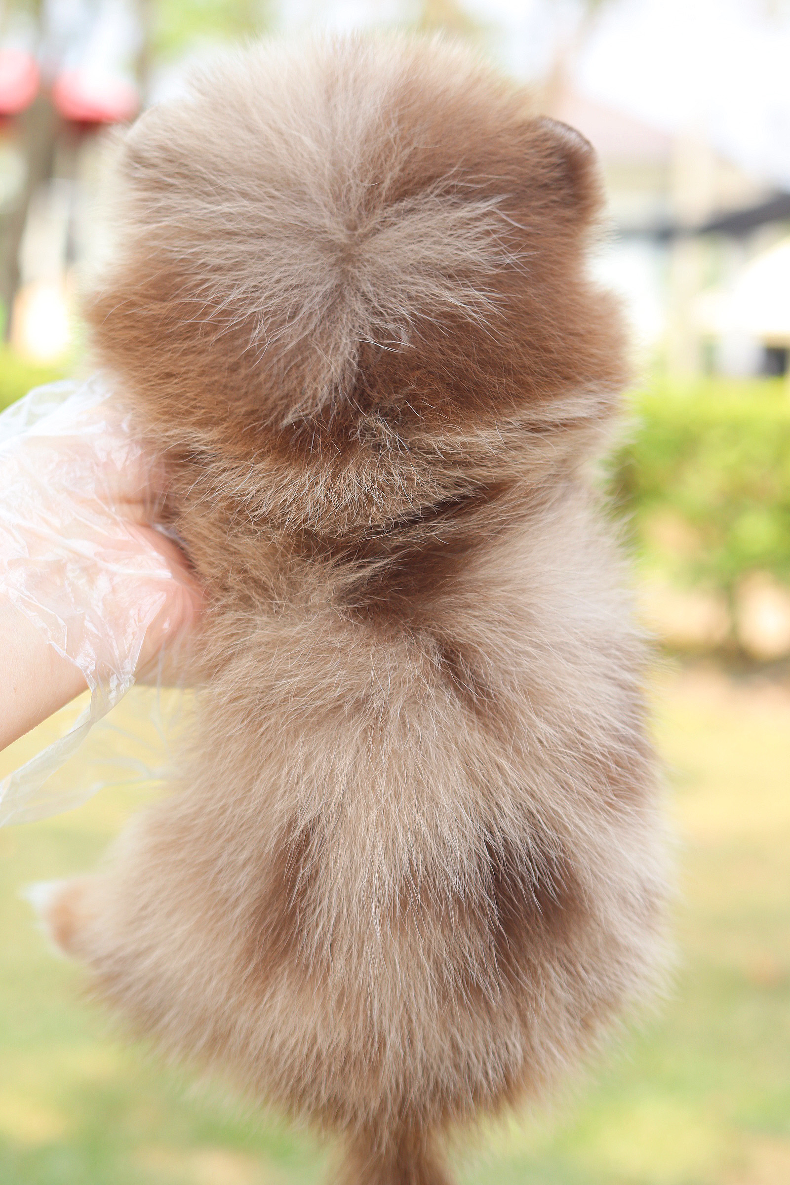 ปอมเมอเรเนียน เพศผู้สีช็อคเมอร์