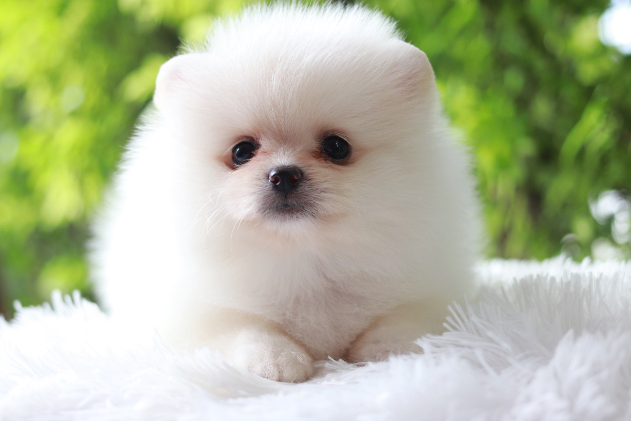 ปอมเมอเรเนียน เพศเมียขาวครีม หน้าตุ๊กตา