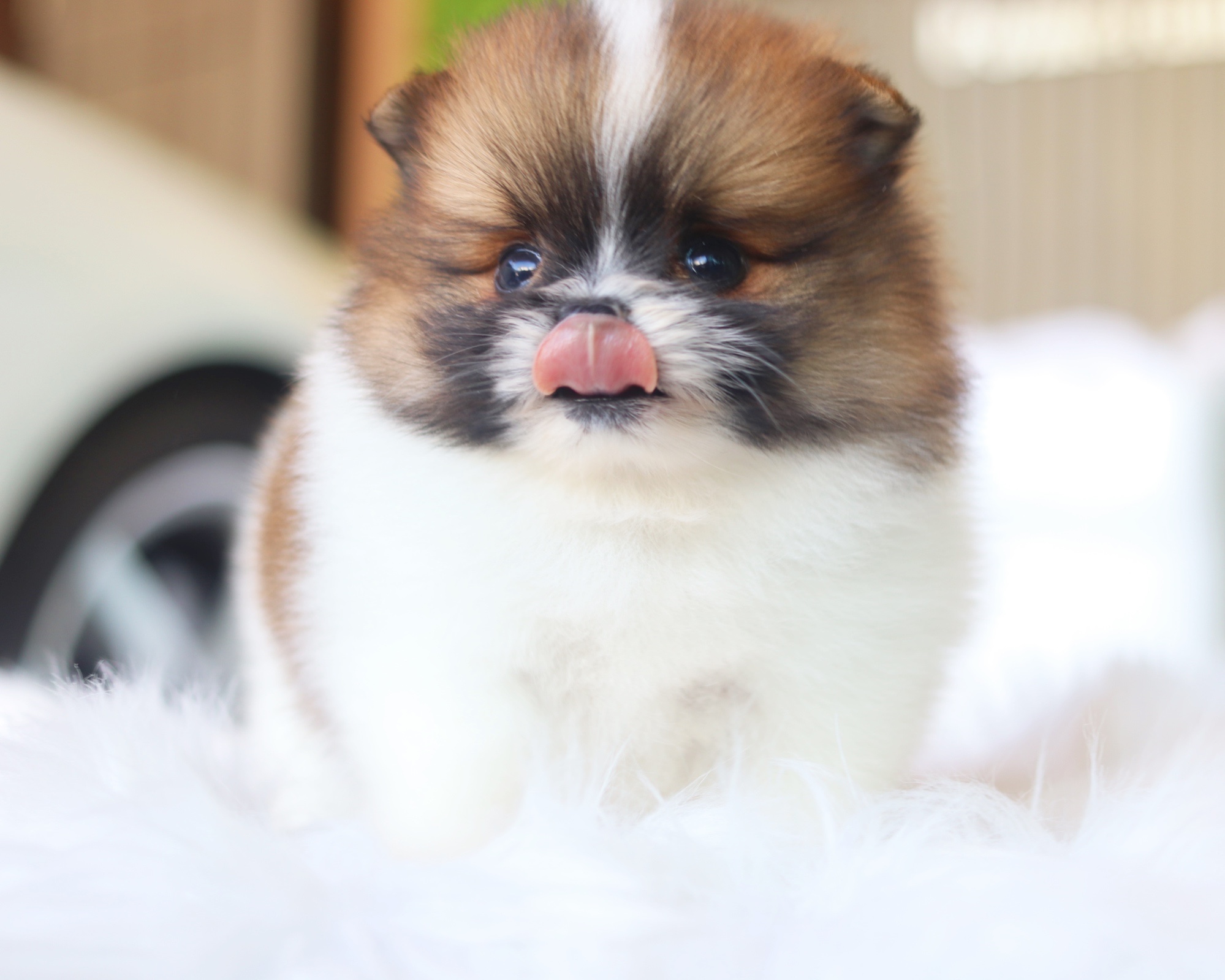 ปอมเมอเรเนียน เพศผู้ สีแฟนซี