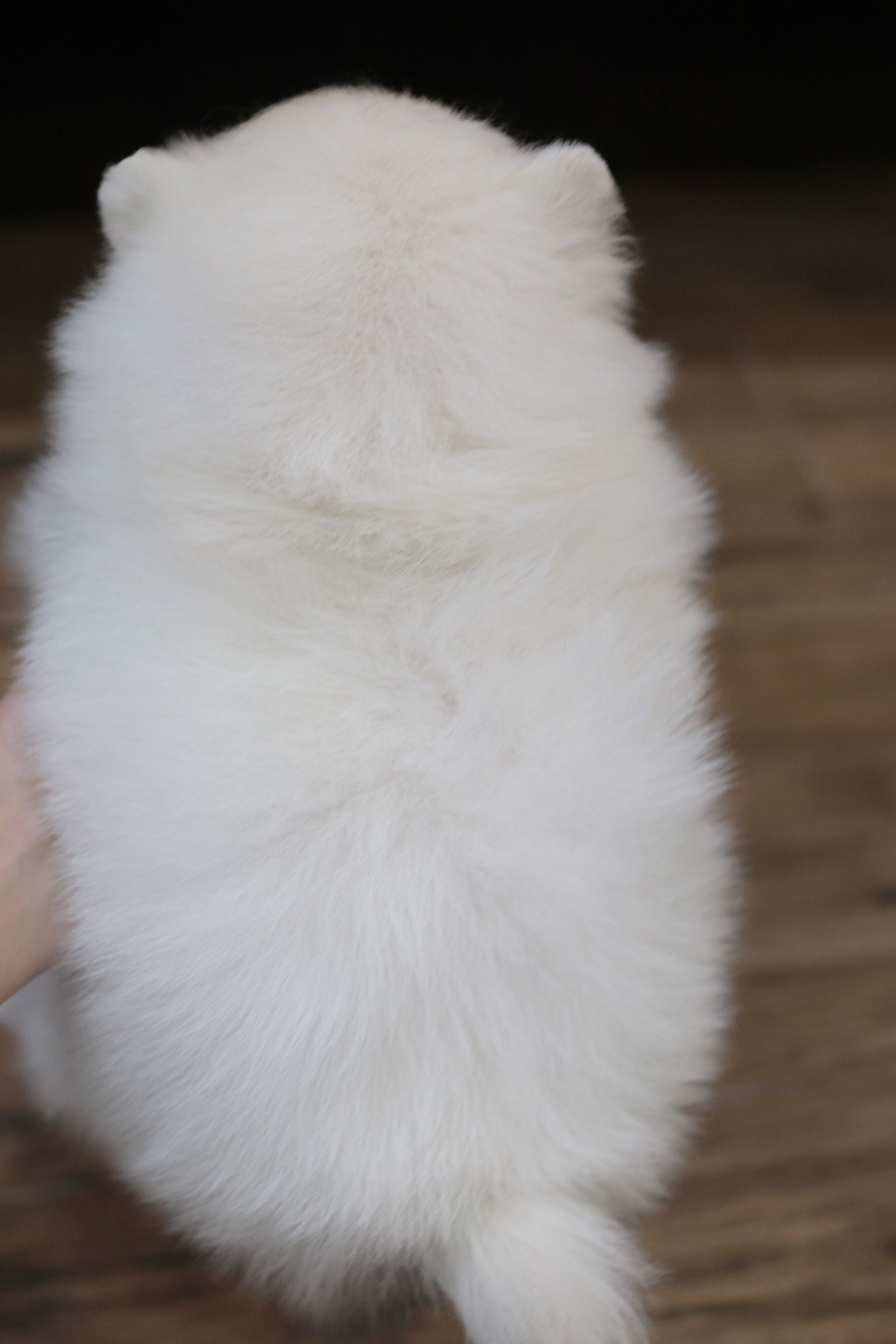 ปอมเมอเรเนียน เพศเมียสีขาวครีม