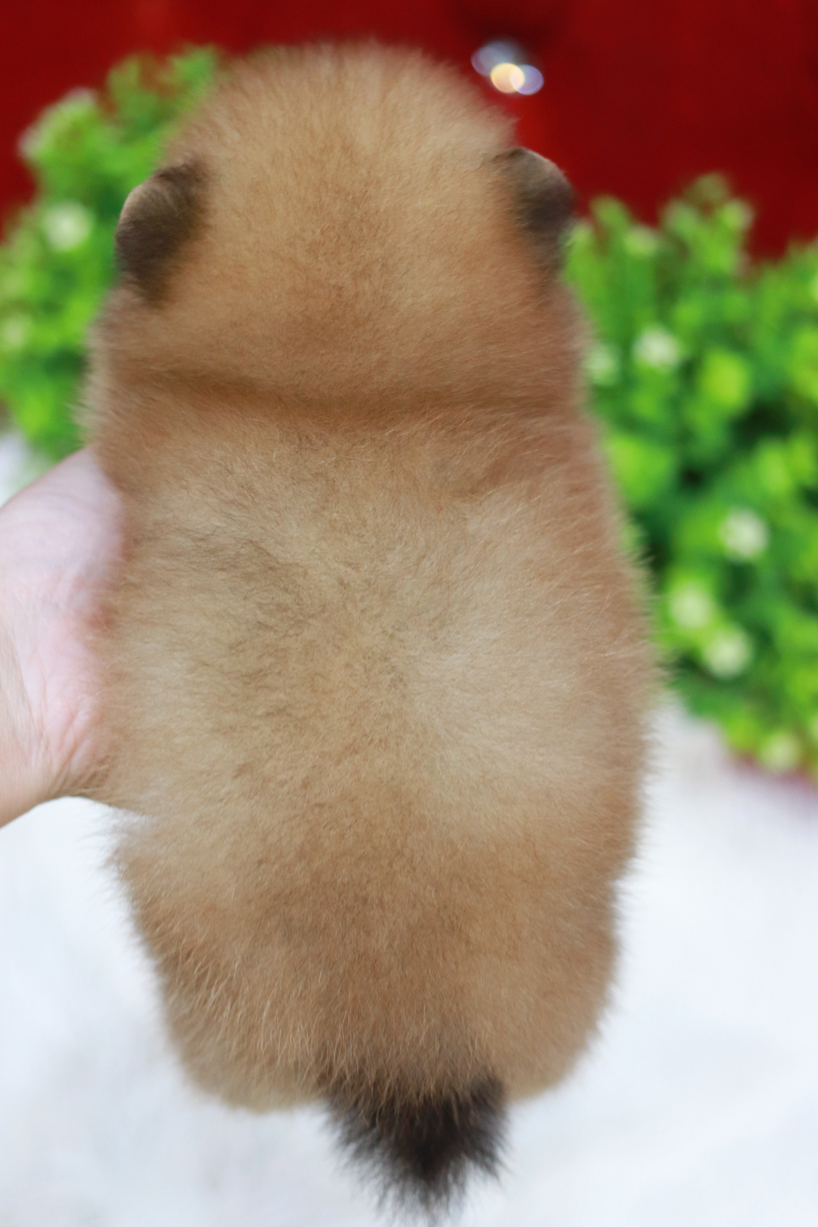 ปอมเมอเรเนียน เพศผู้ สีส้มหน้าตุ๊กตาขนแน่น