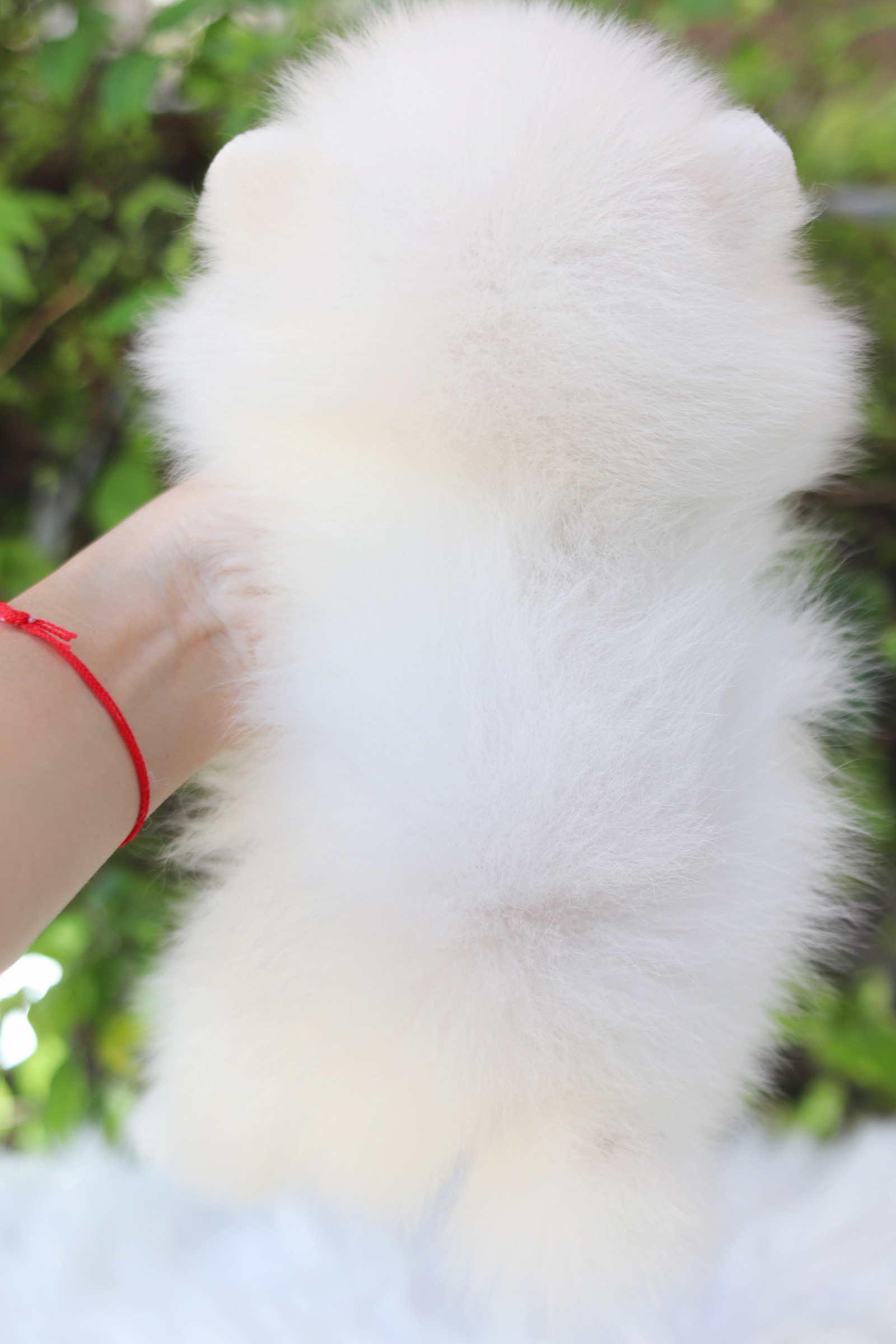 ปอมเมอเรเนียน เพศผู้ สีขาวครีม