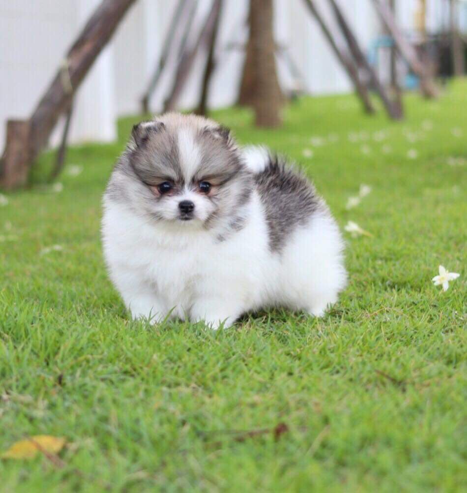 ปอมเมอเรเนียน เพศผู้ปาตี้