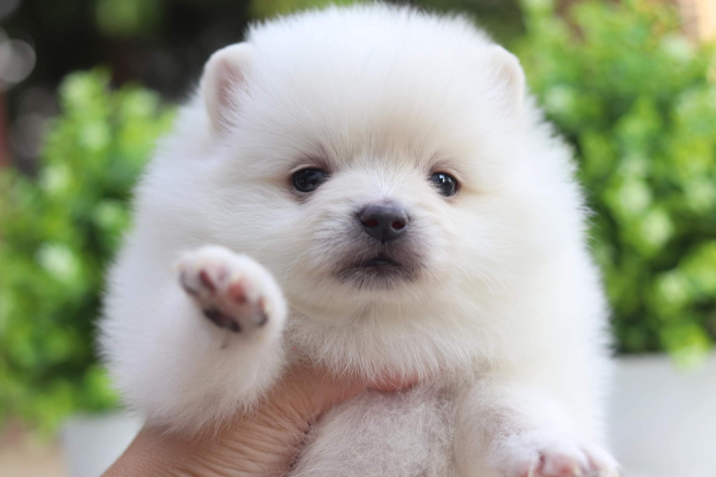 ปอมเมอเรเนียน เพศเมีย