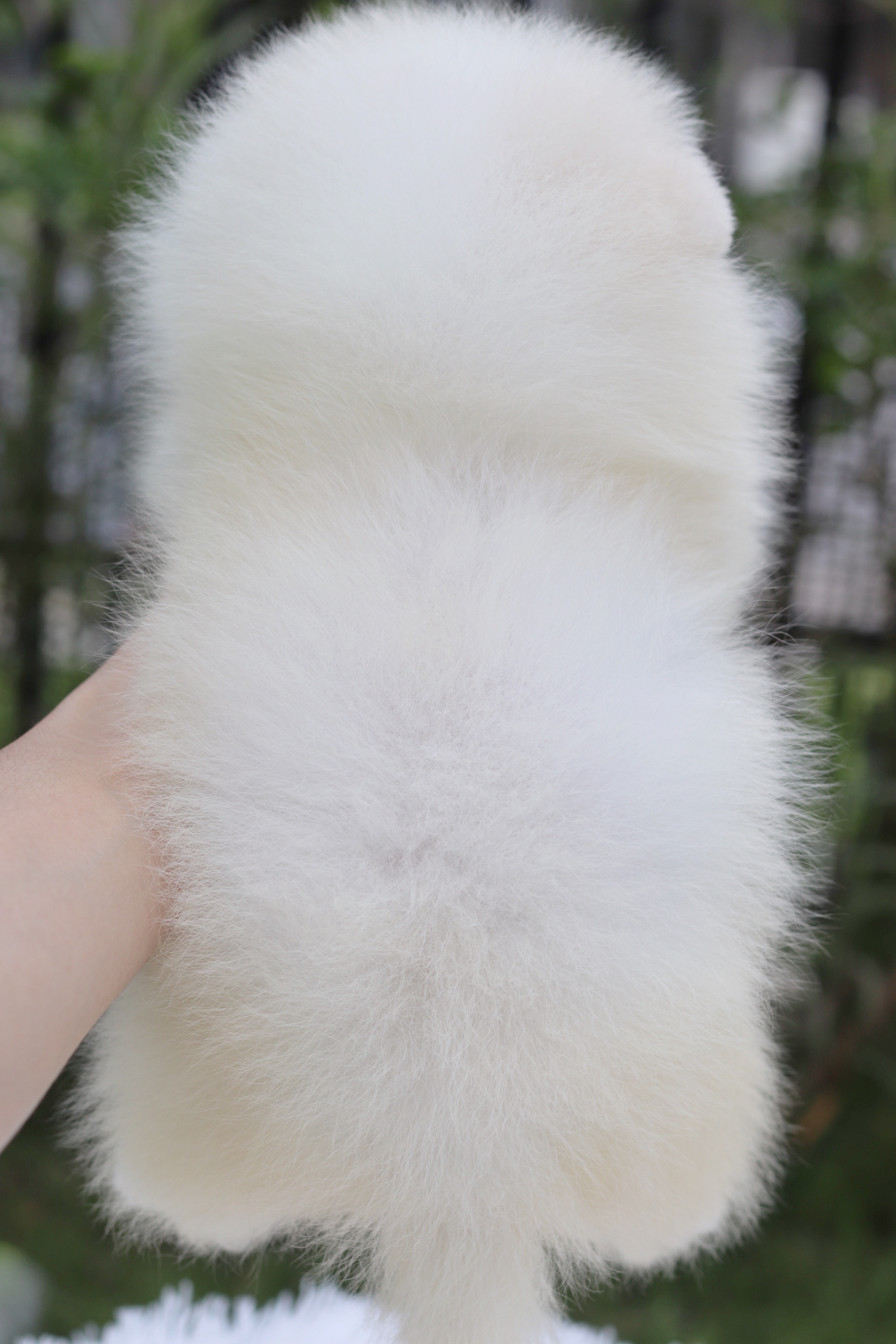 ปอมเมอเรเนียน เพศผู้ สีขาวครีม