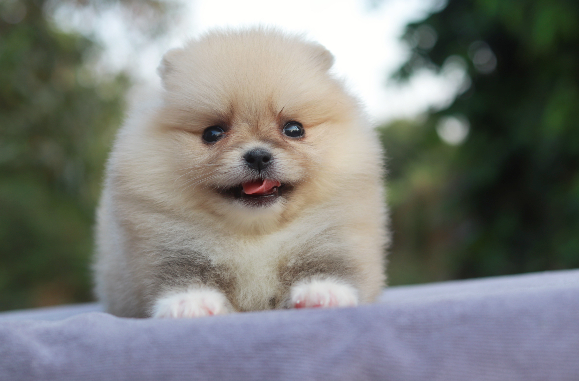 ปอมเมอเรเนียน เพศเมีย