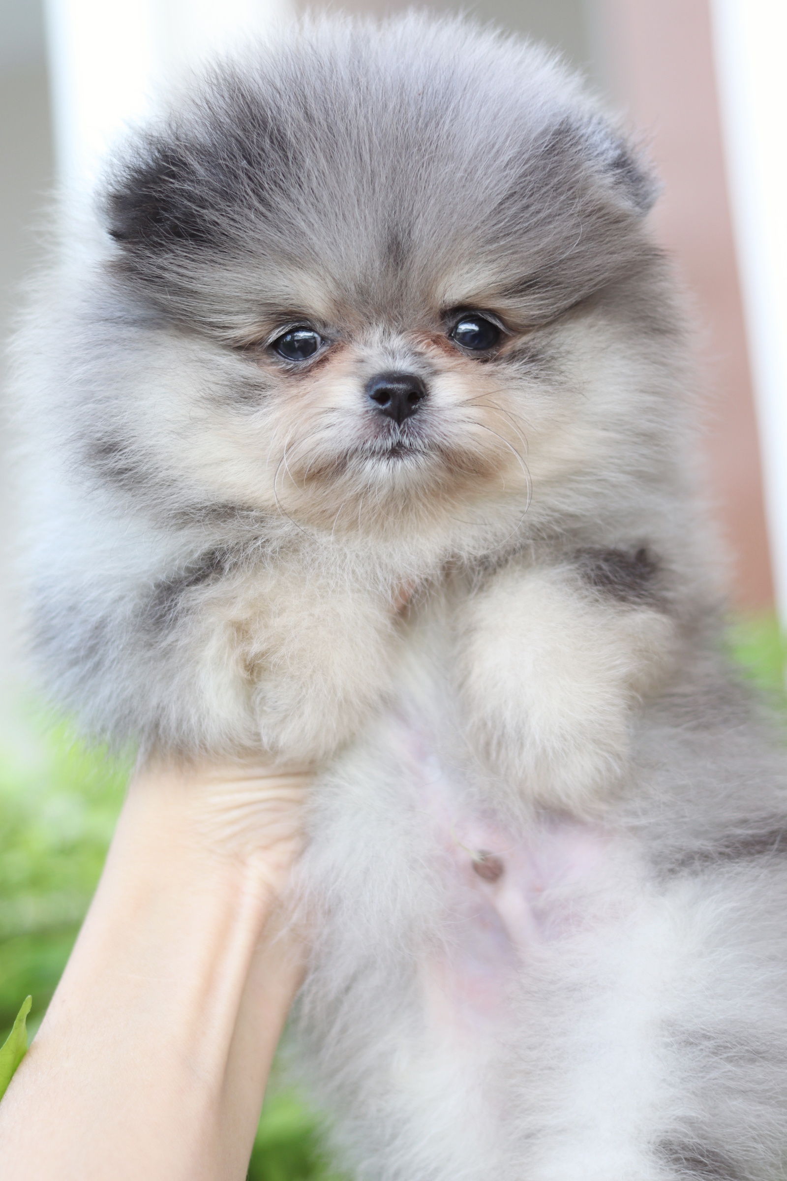 ปอมเมอเรเนียน เพศผู้สีเมอร์เร่