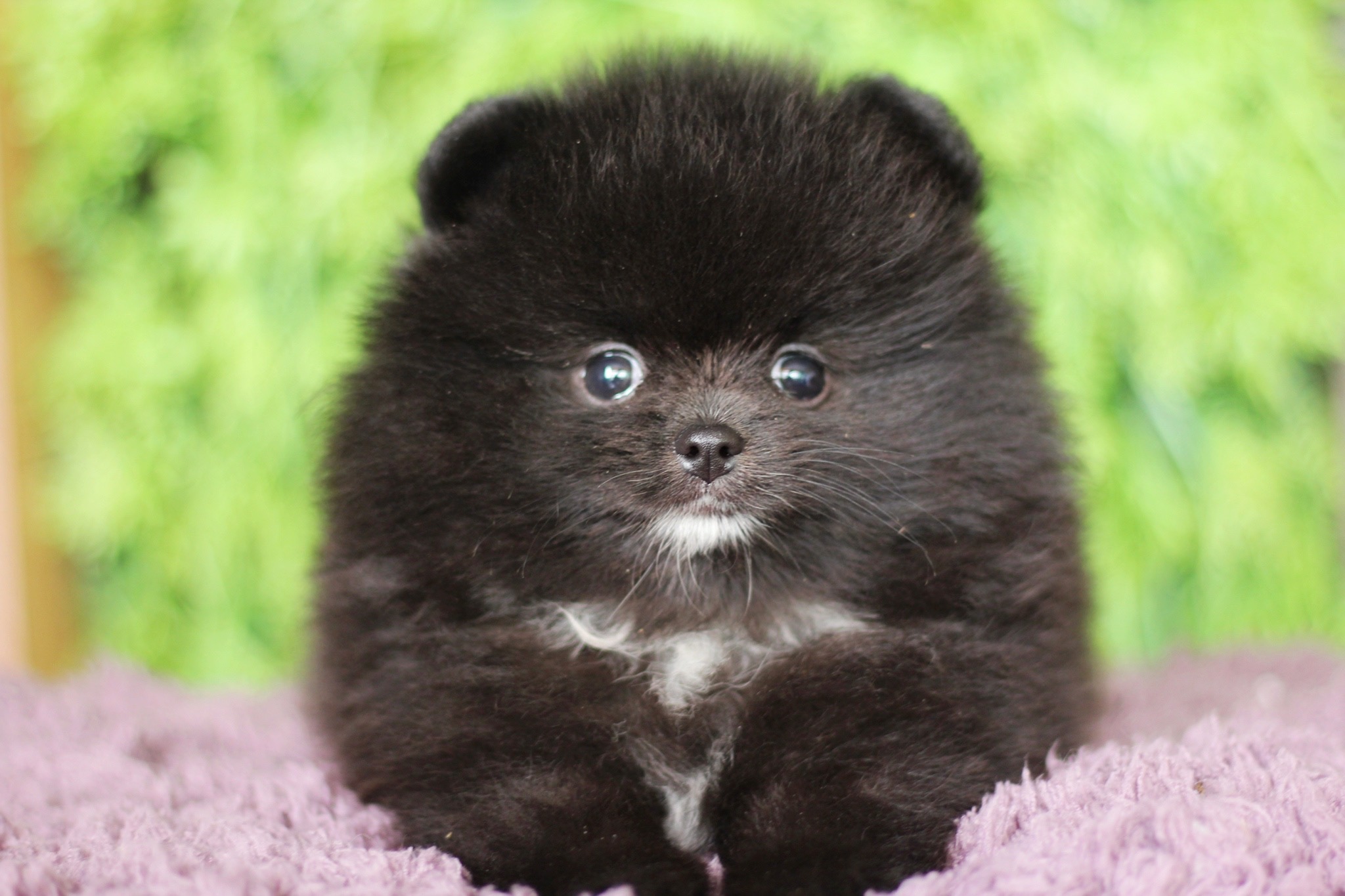 ปอมเมอเรเนียน เพศผู้ สีดำ