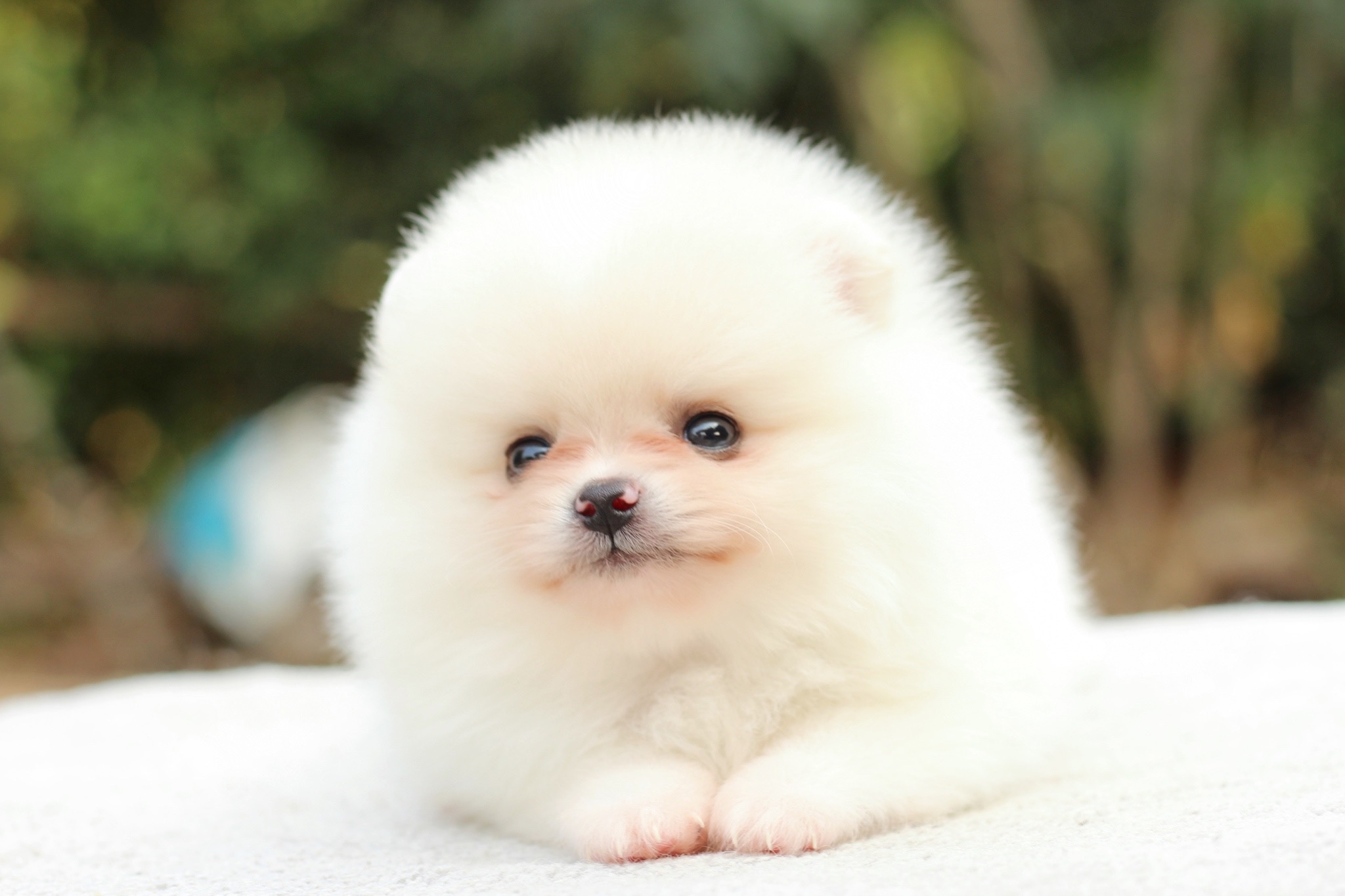 ปอมเมอเรเนียน เพศผู้ขาวครีม