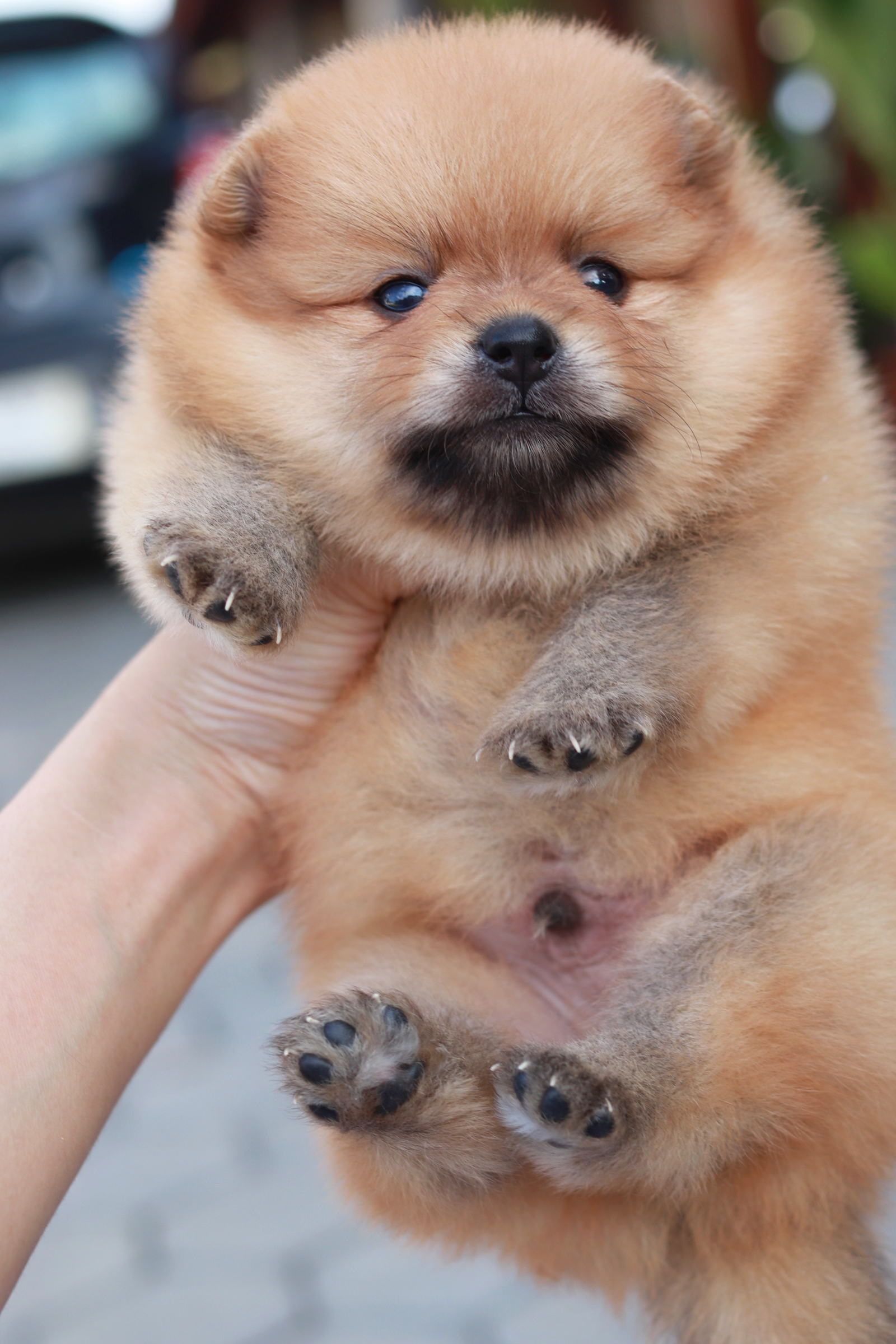 ปอมเมอเรเนียน เพศผู้ สีส้ม