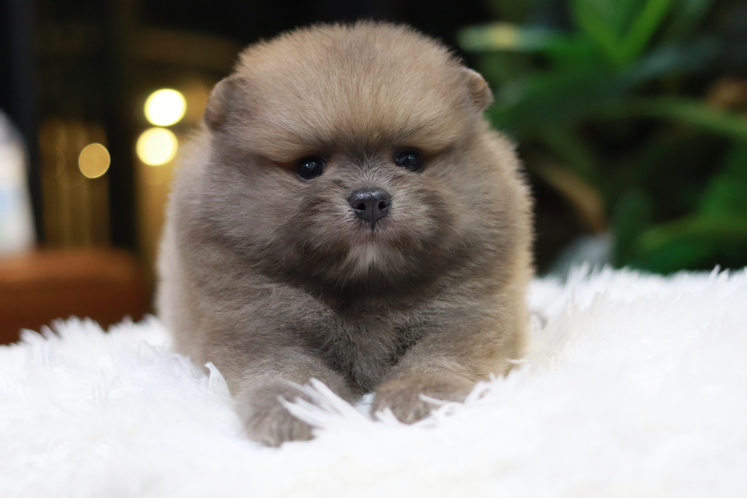 ปอมเมอเรเนียน เพศผู้