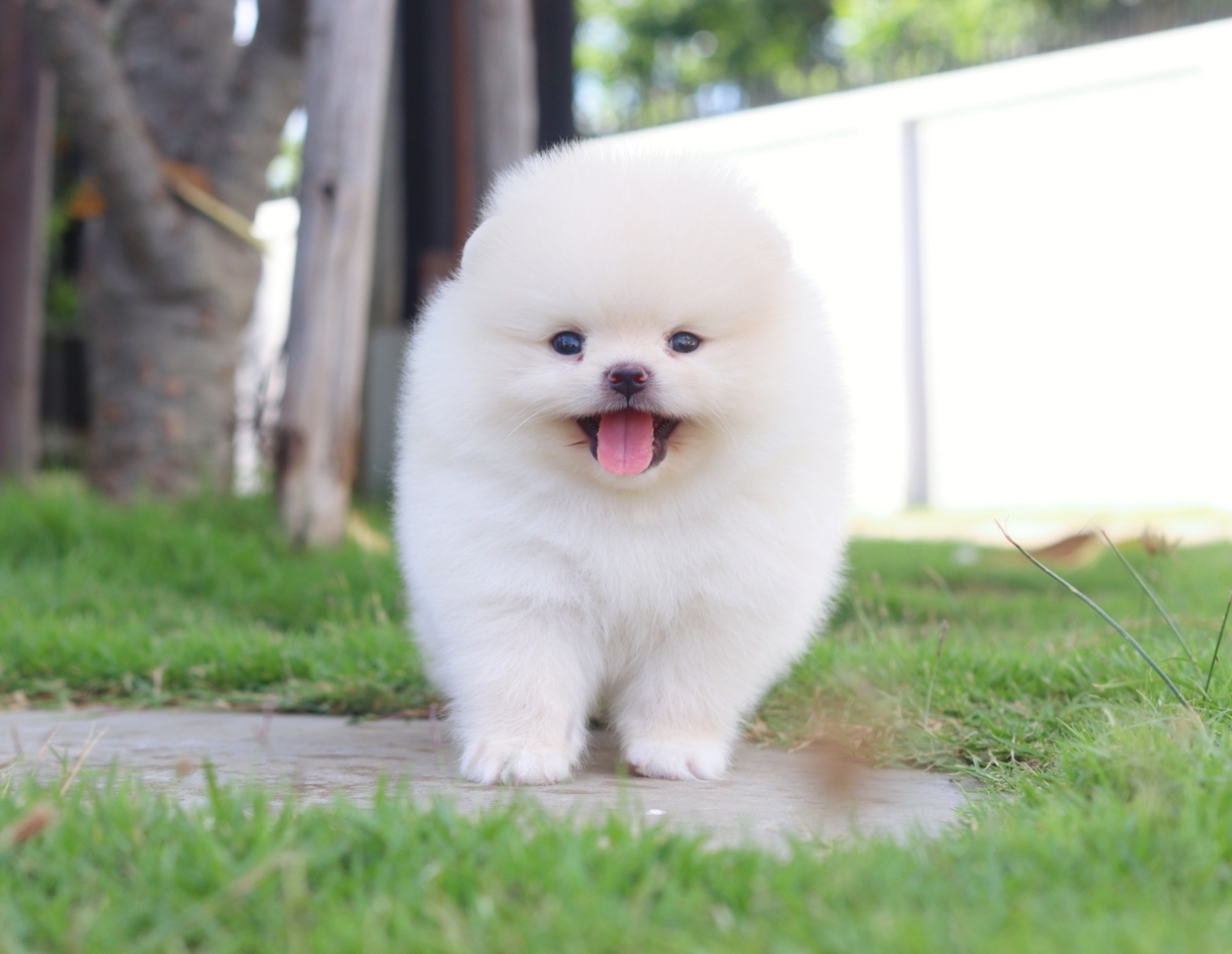 ปอมเมอเรเนียน เพศผู้สีครีม