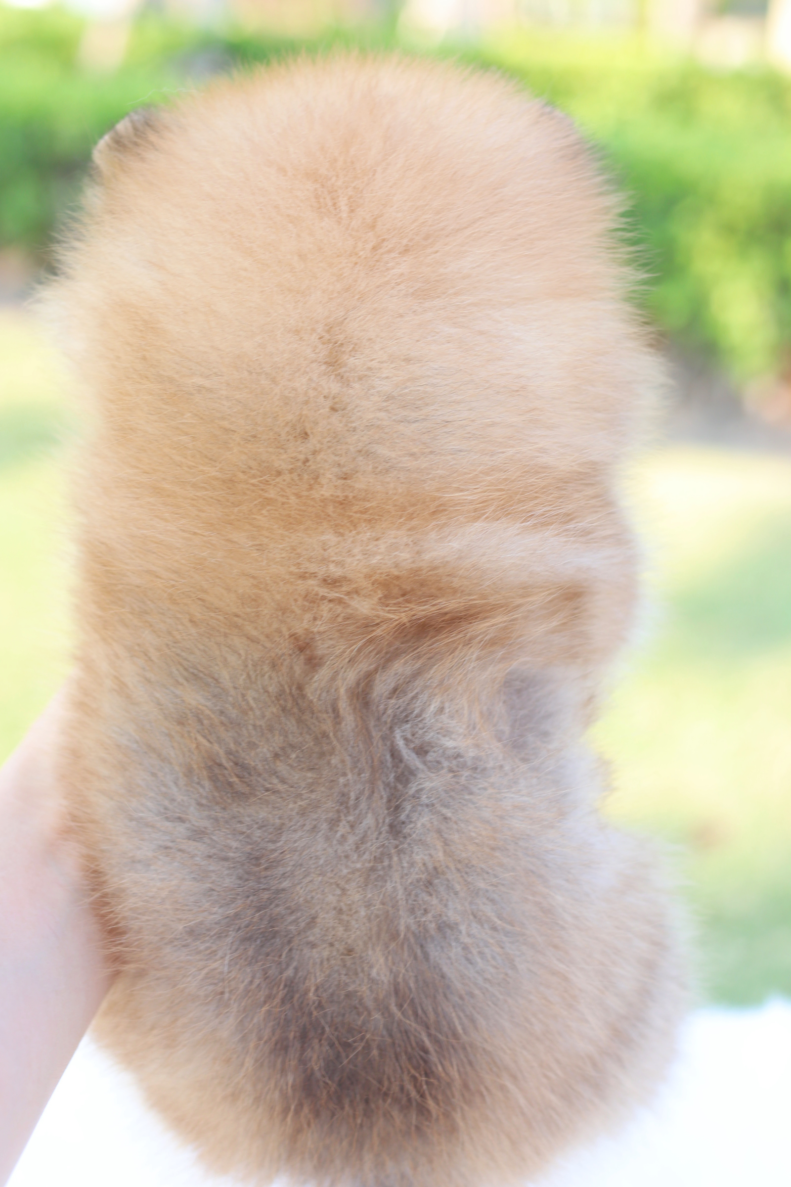 ปอมเมอเรเนียน เพศผู้สีส้ม