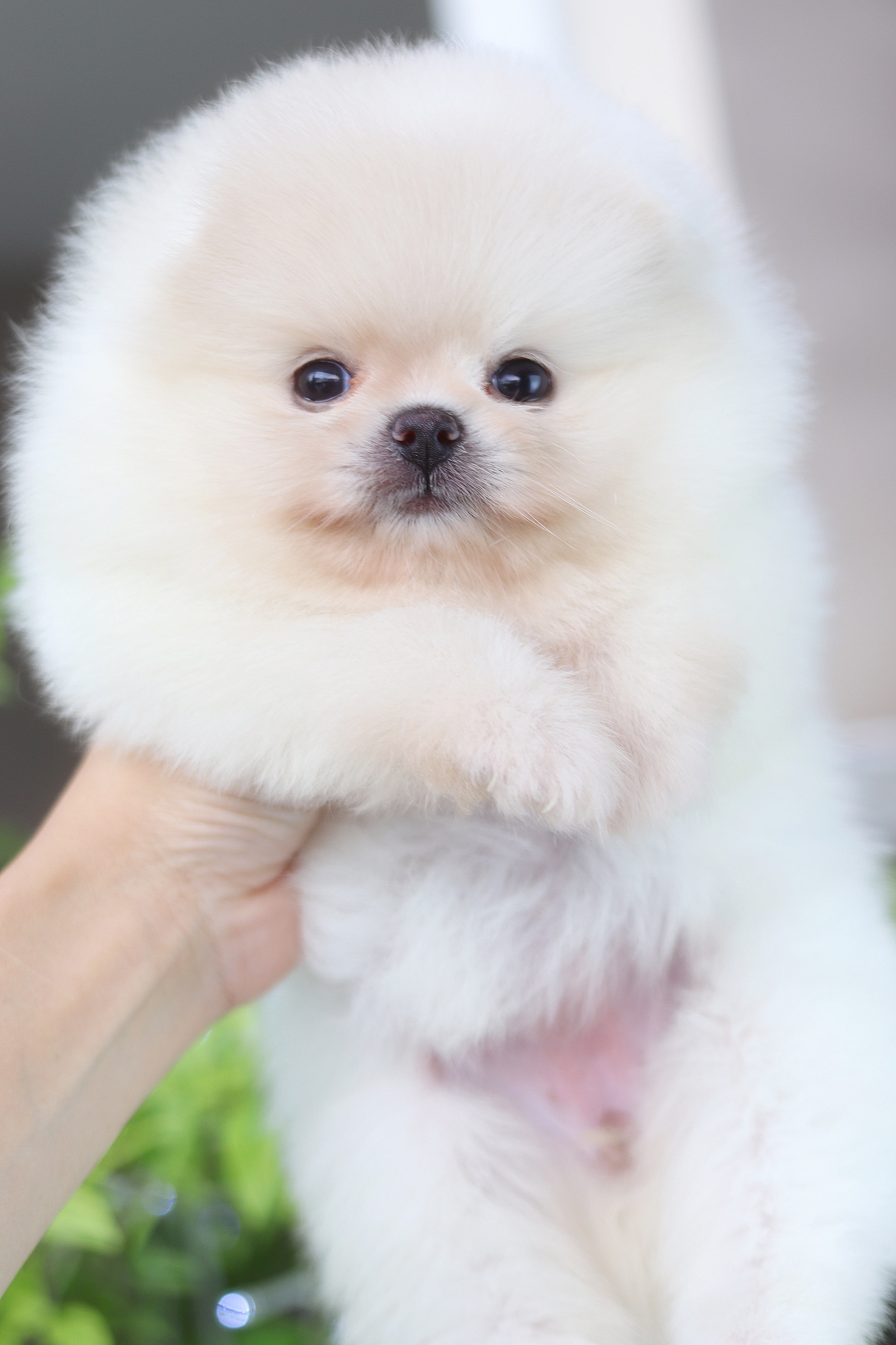 ปอมเมอเรเนียน เพศเมียสีขาวครีม เกรดโชว์