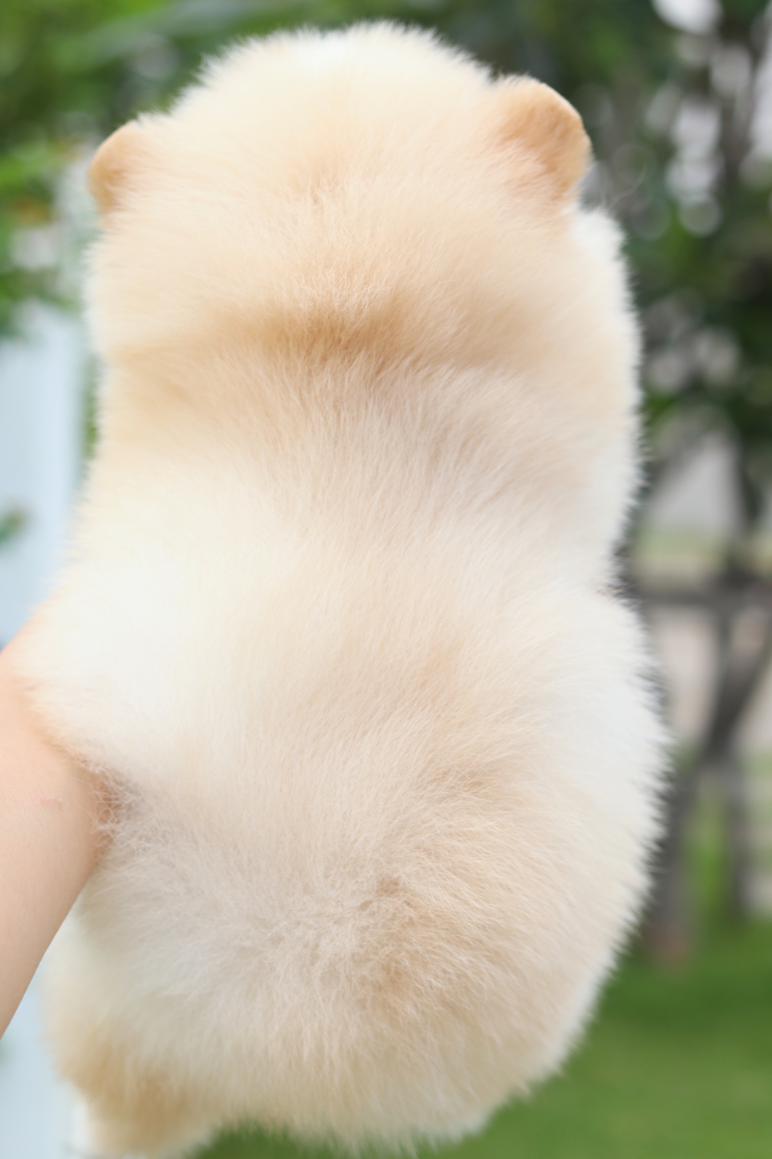 ปอมเมอเรเนียน เพศผู้ สีครีม