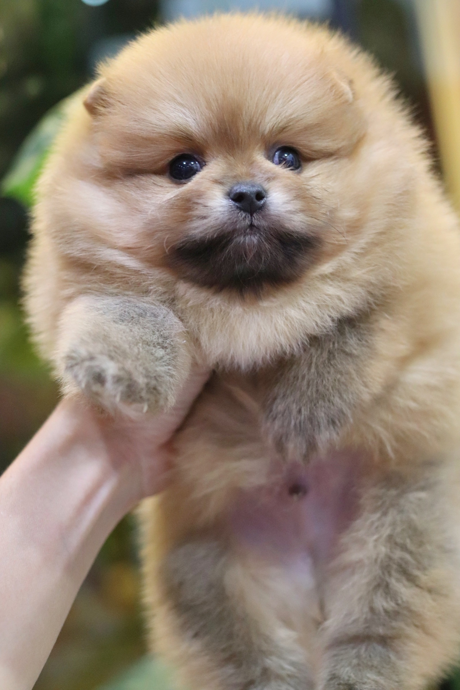 ปอมเมอเรเนียน เพศผู้ สีส้ม