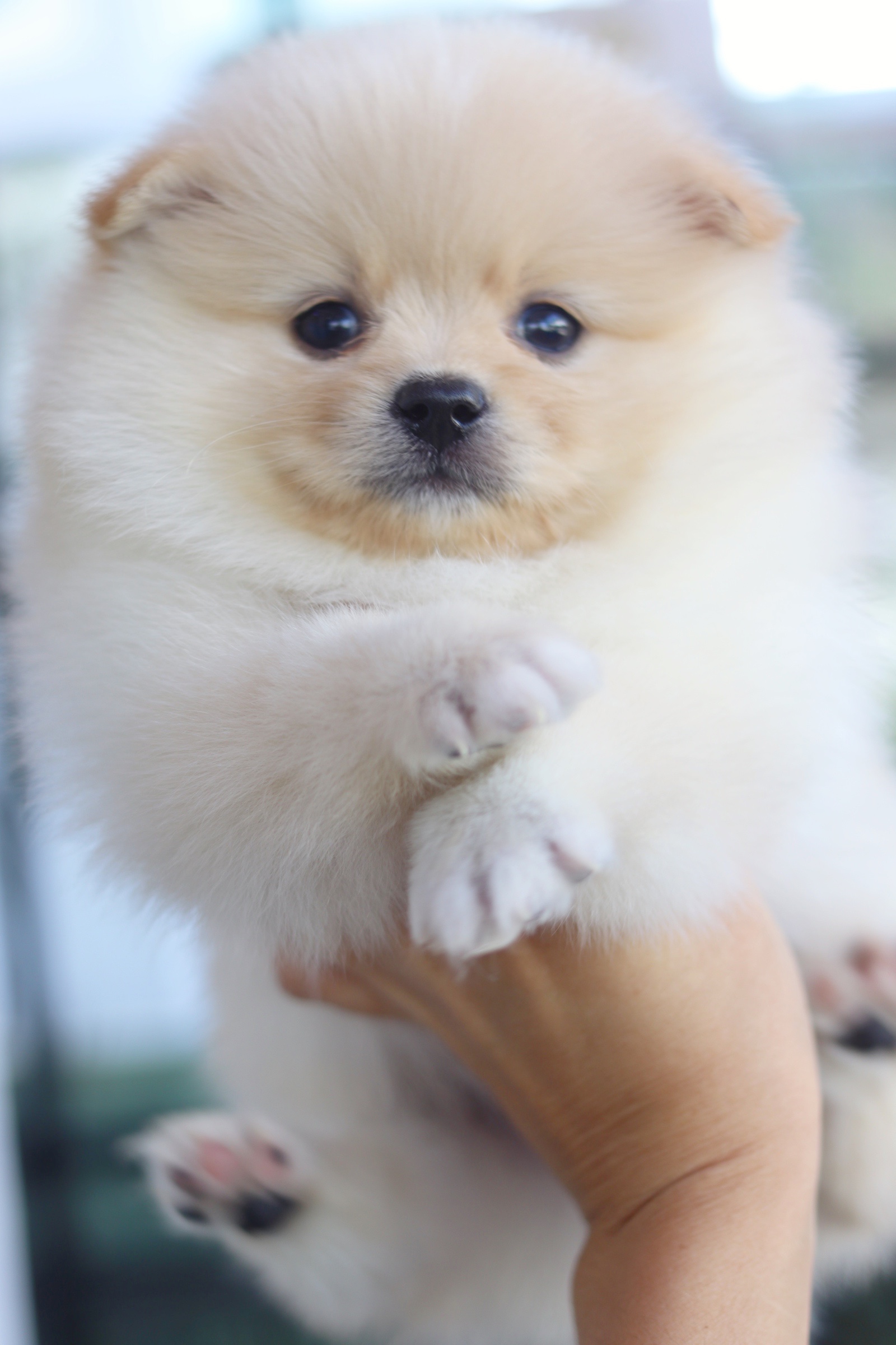 ปอมเมอเรเนียน เพศผู้ขาวครีม