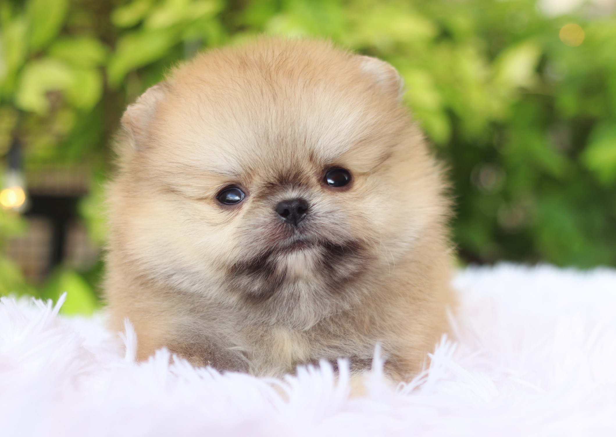 ปอมเมอเรเนียน เพศผู้ สีส้ม เกรดโชว์