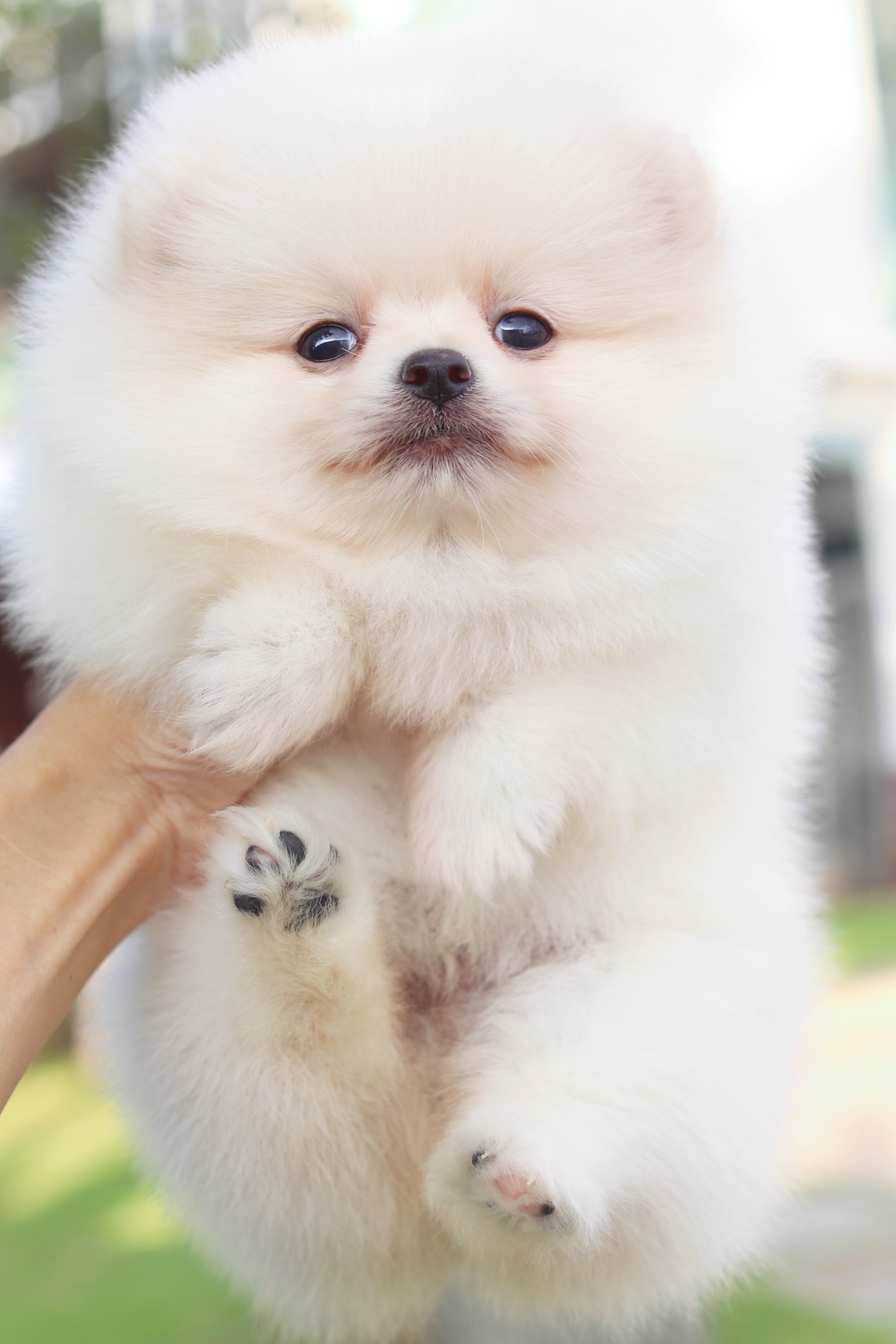 ปอมเมอเรเนียน เพศผู้ สีขาวครีม ขนแน่นๆ