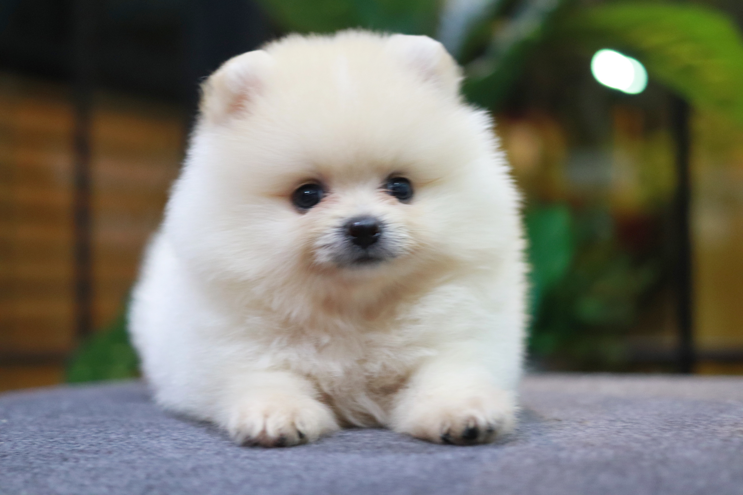 ปอมเมอเรเนียน เพศผู้