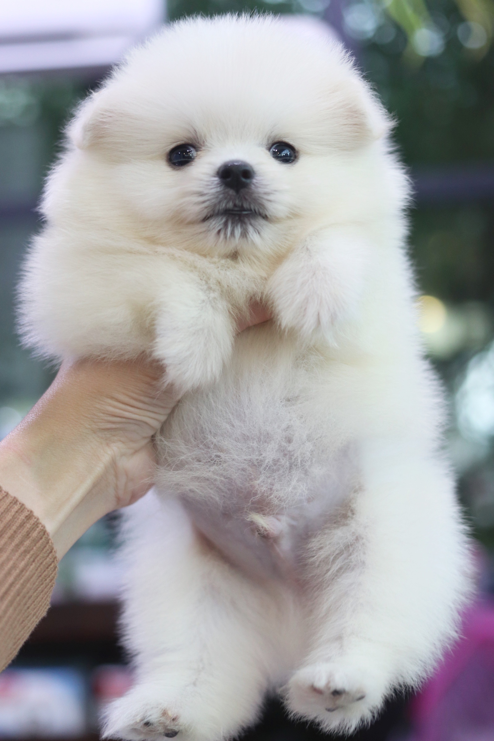 ปอมเมอเรเนียน เพศผู้ สีขาวครีม