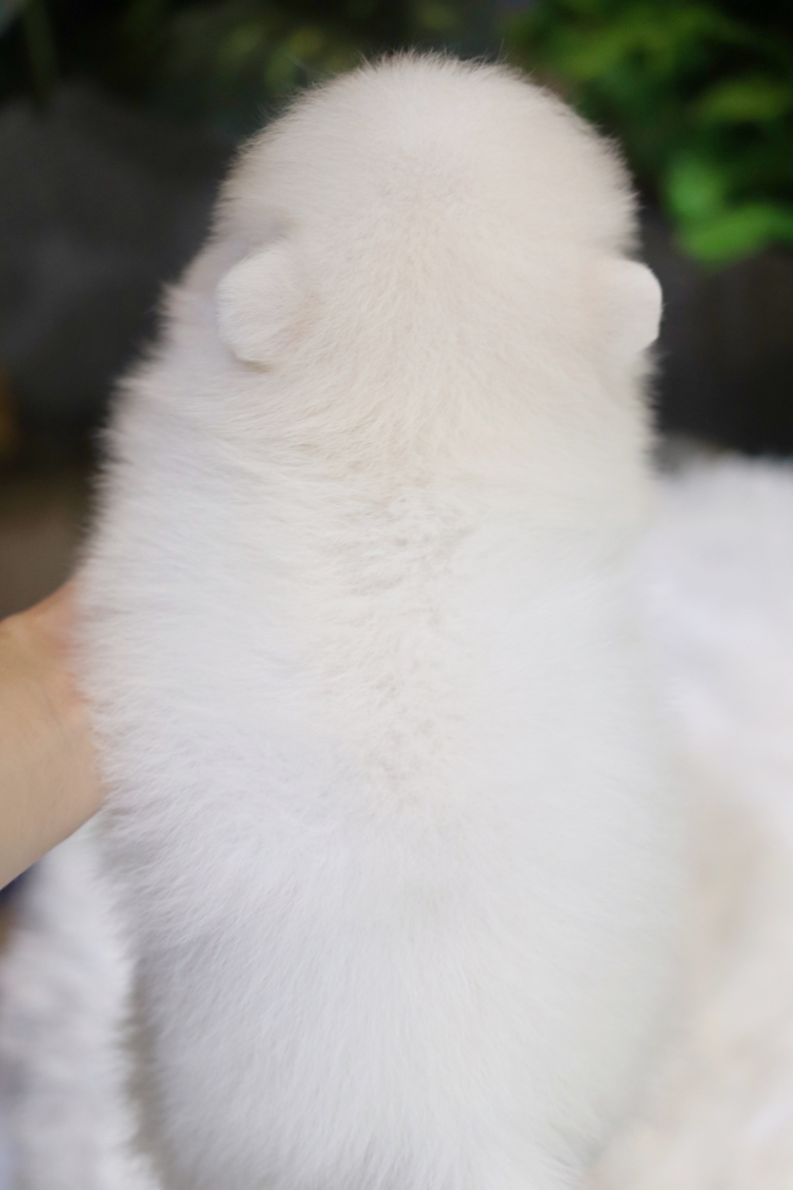 ปอมเมอเรเนียน เพศผู้ ขาวครีม