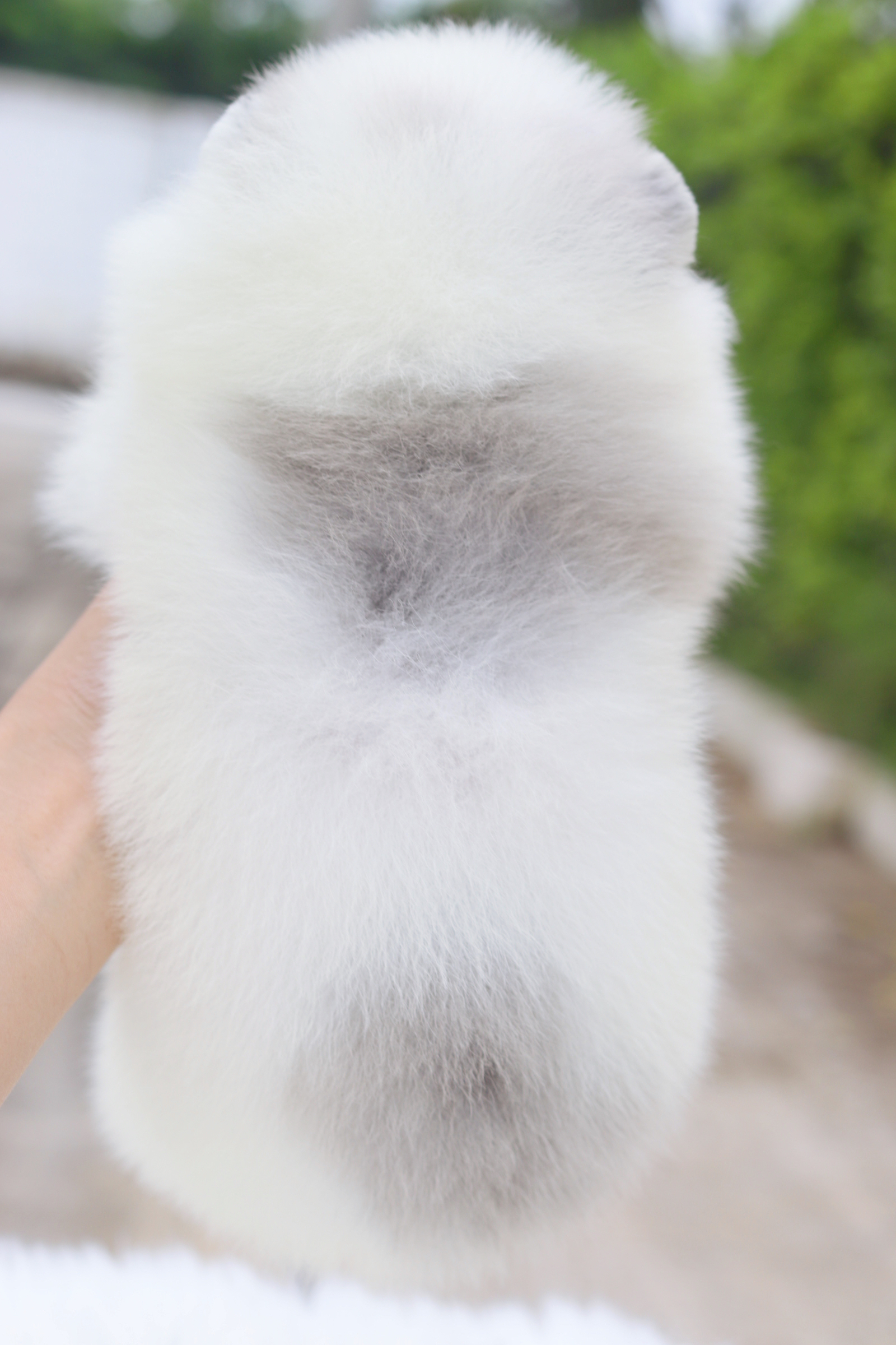 ปอมเมอเรเนียน เพศผู้ สีแฟนซีเมอร์เร่