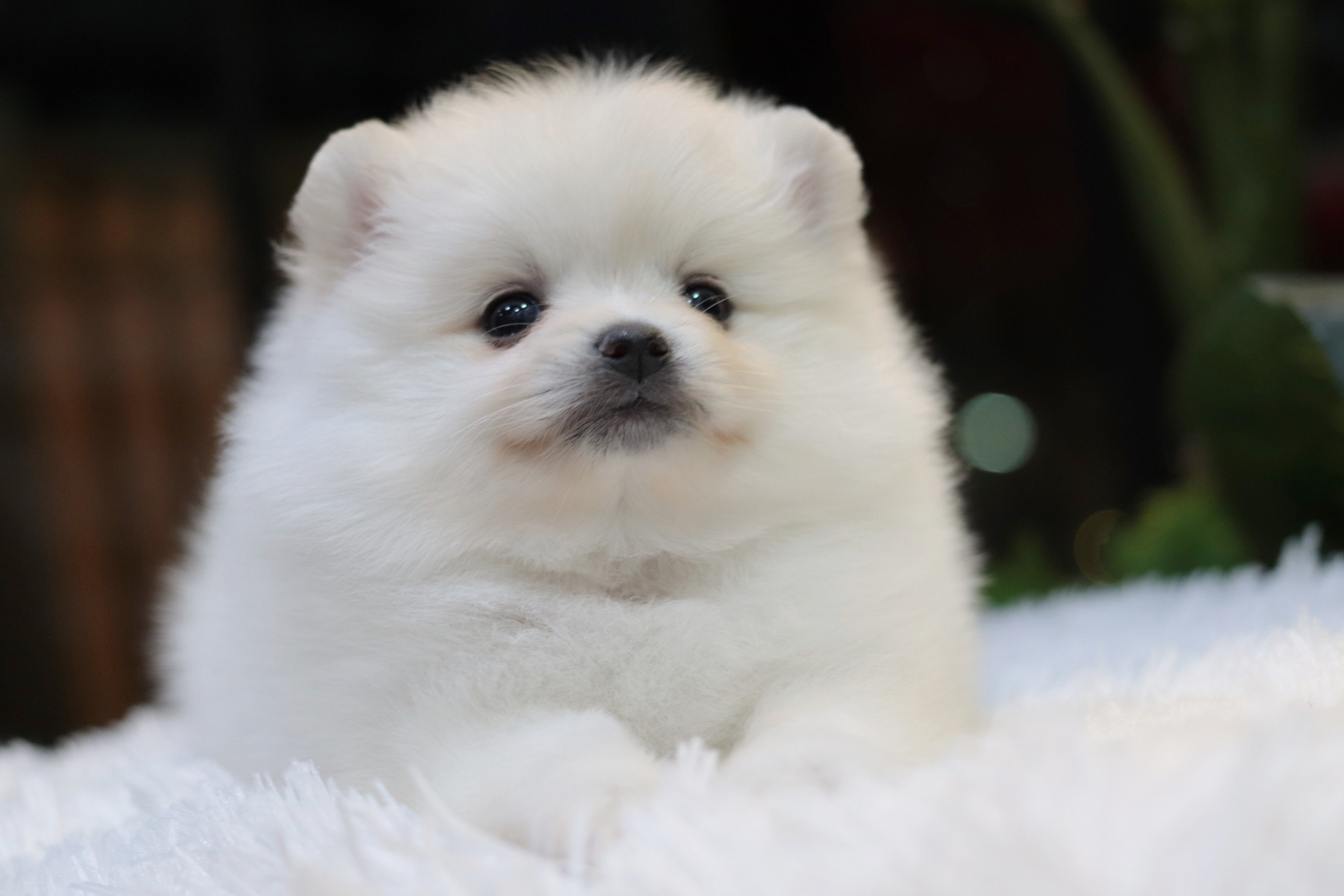 ปอมเมอเรเนียน เพศเมียสีขาวครีม