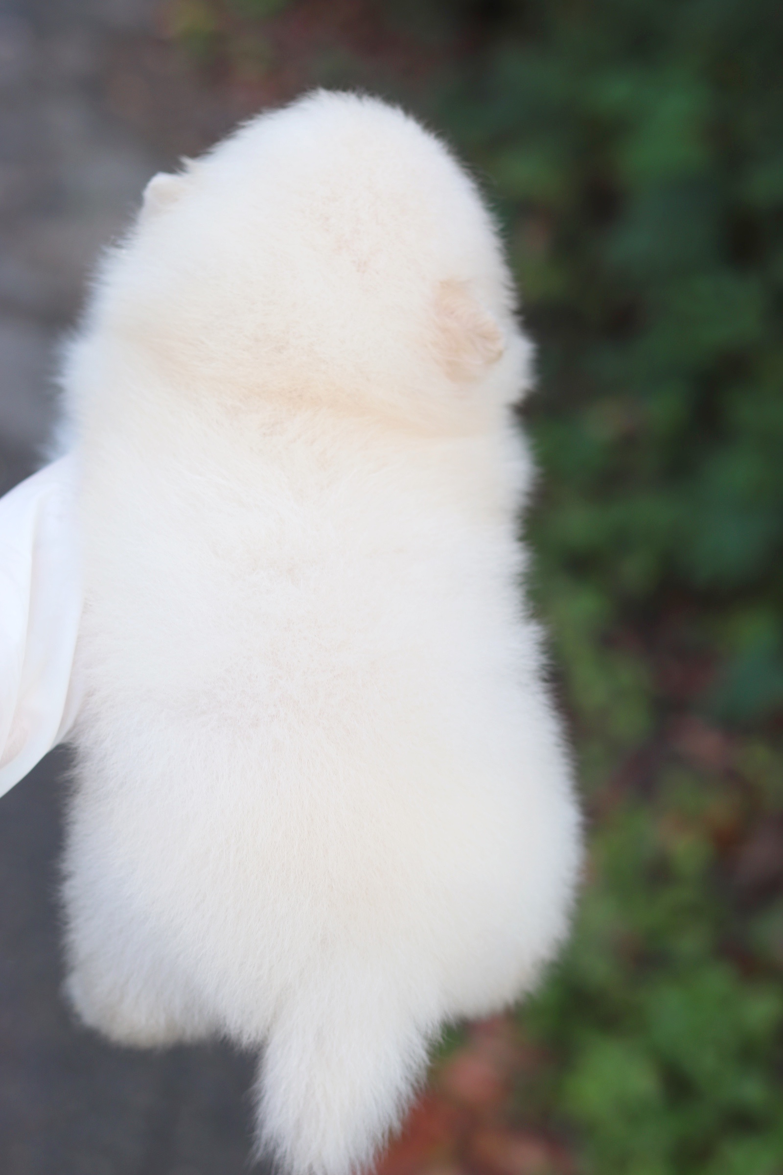 ปอมเมอเรเนียน เพศผู้ ขาวครีม