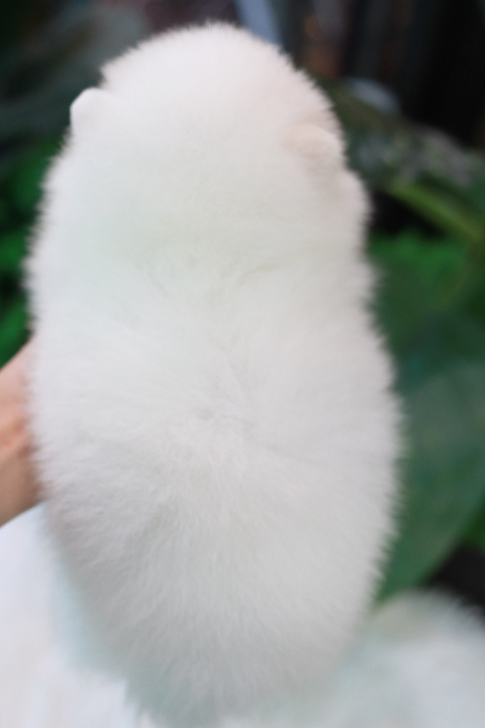 ปอมเมอเรเนียน เพศผู้ สีขาวสำลีหน้าฟ็อก