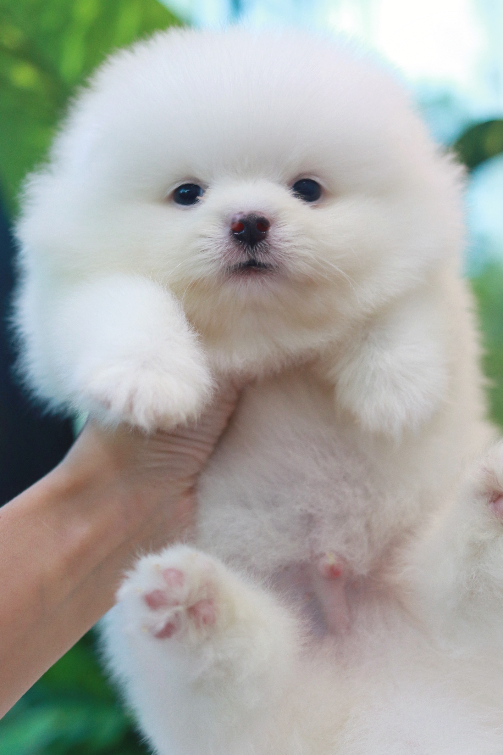 ปอมเมอเรเนียน เพศผู้สีขาว